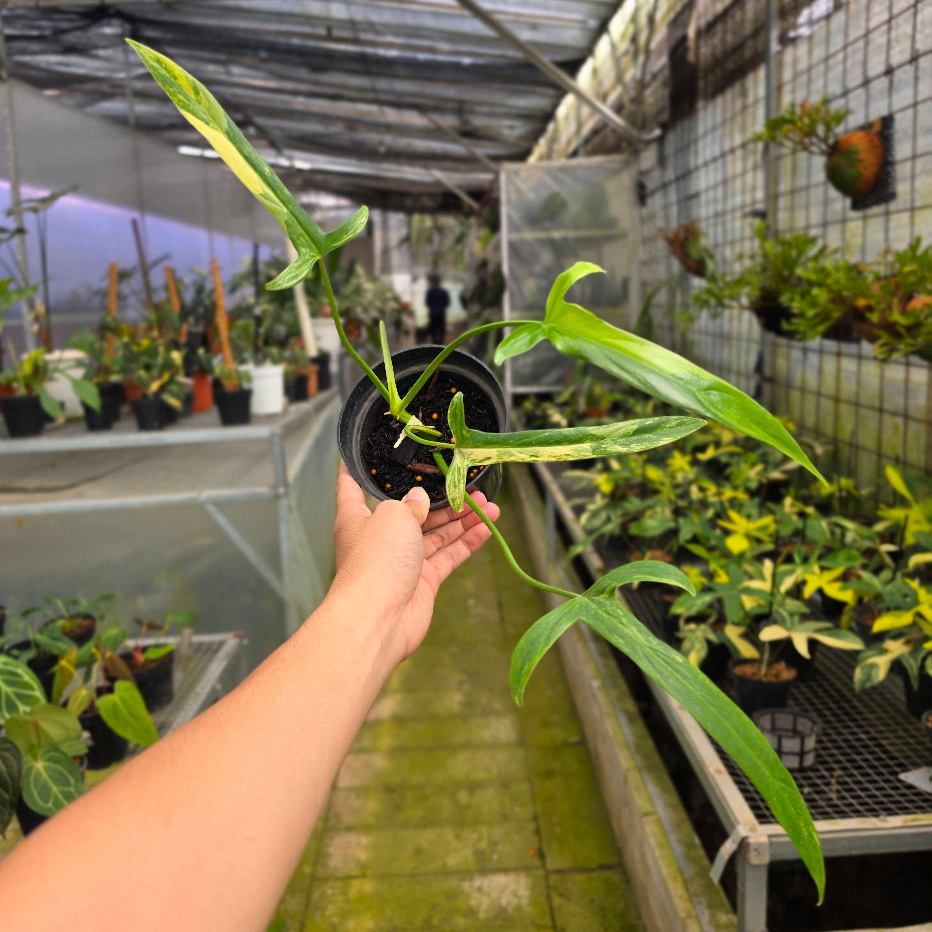 Philodendron holtonianum variegated