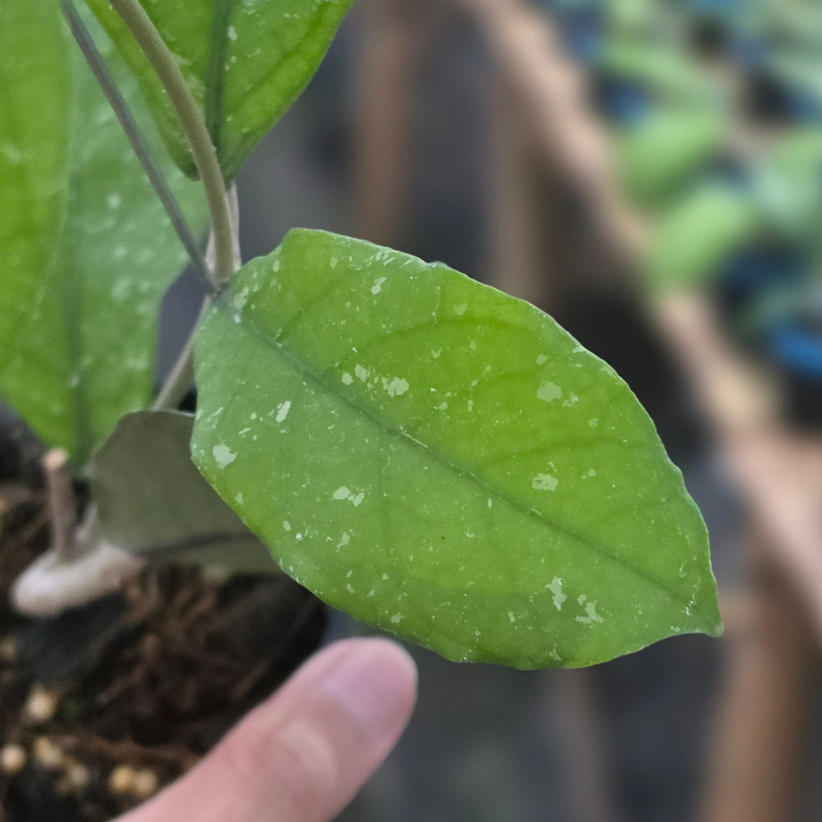 Hoya sp aceh green aurora