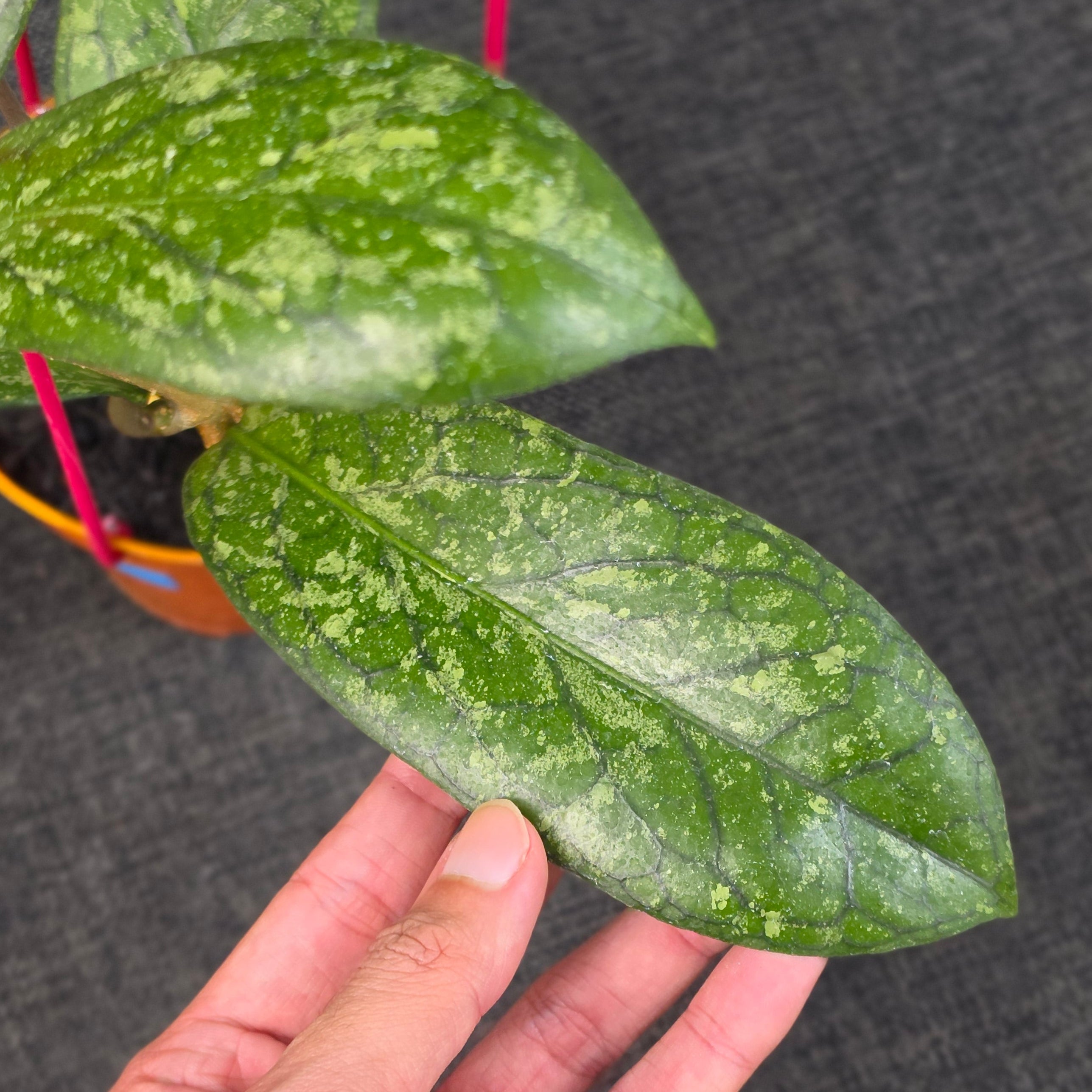 Hoya sp 'Tanggamus Way Maja'