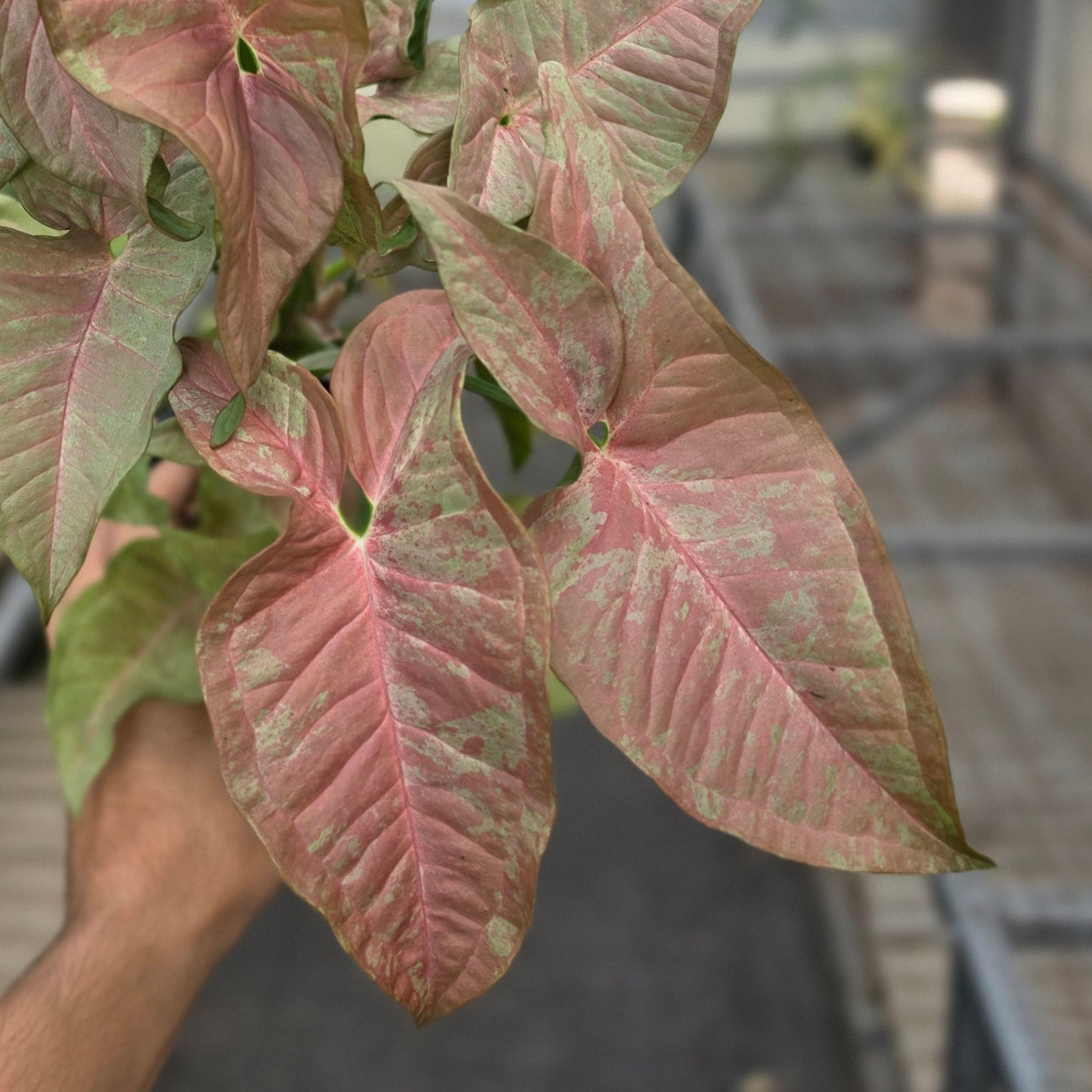 RP Syngonium Pink nebula - AM07-08