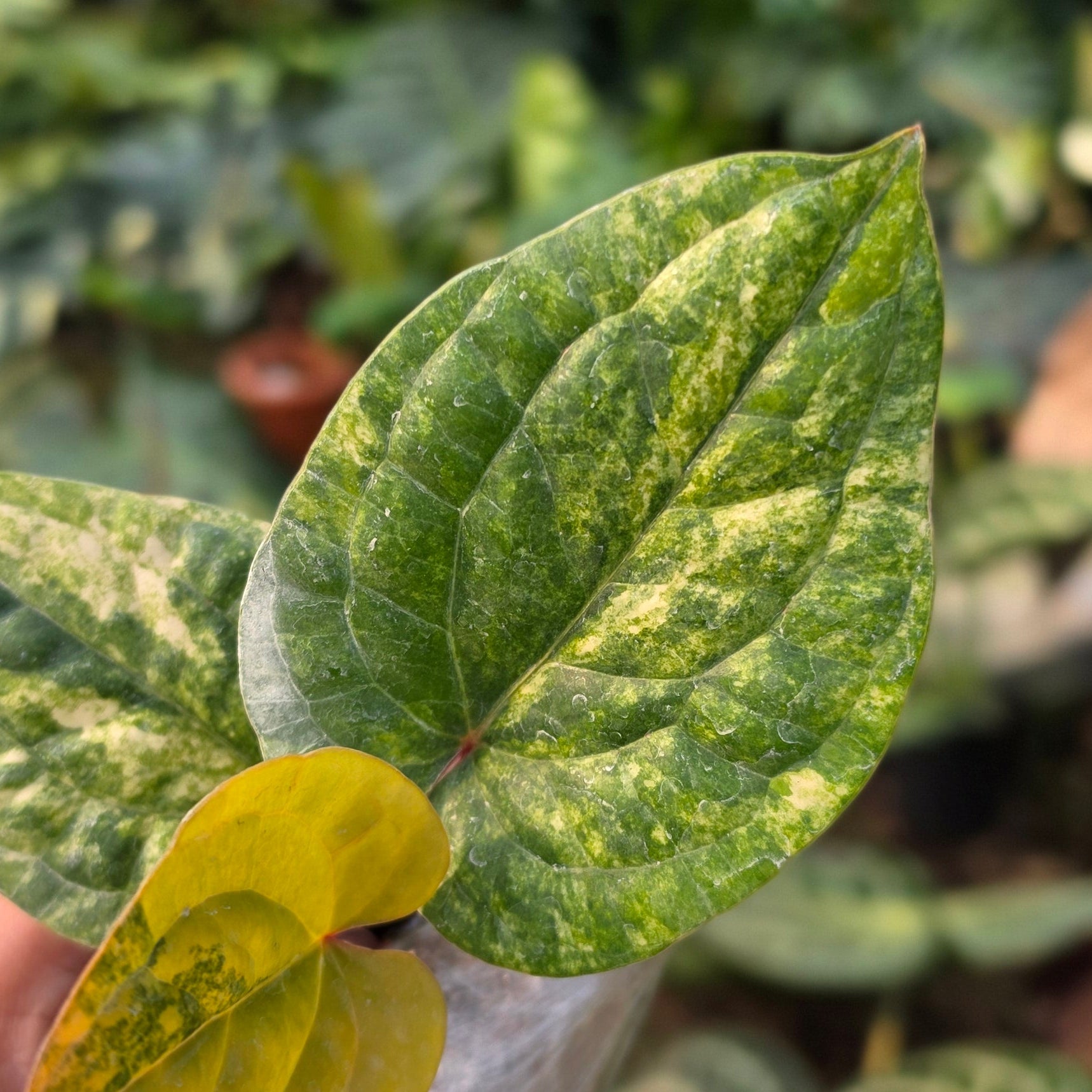 Anthurium Radicans variegated