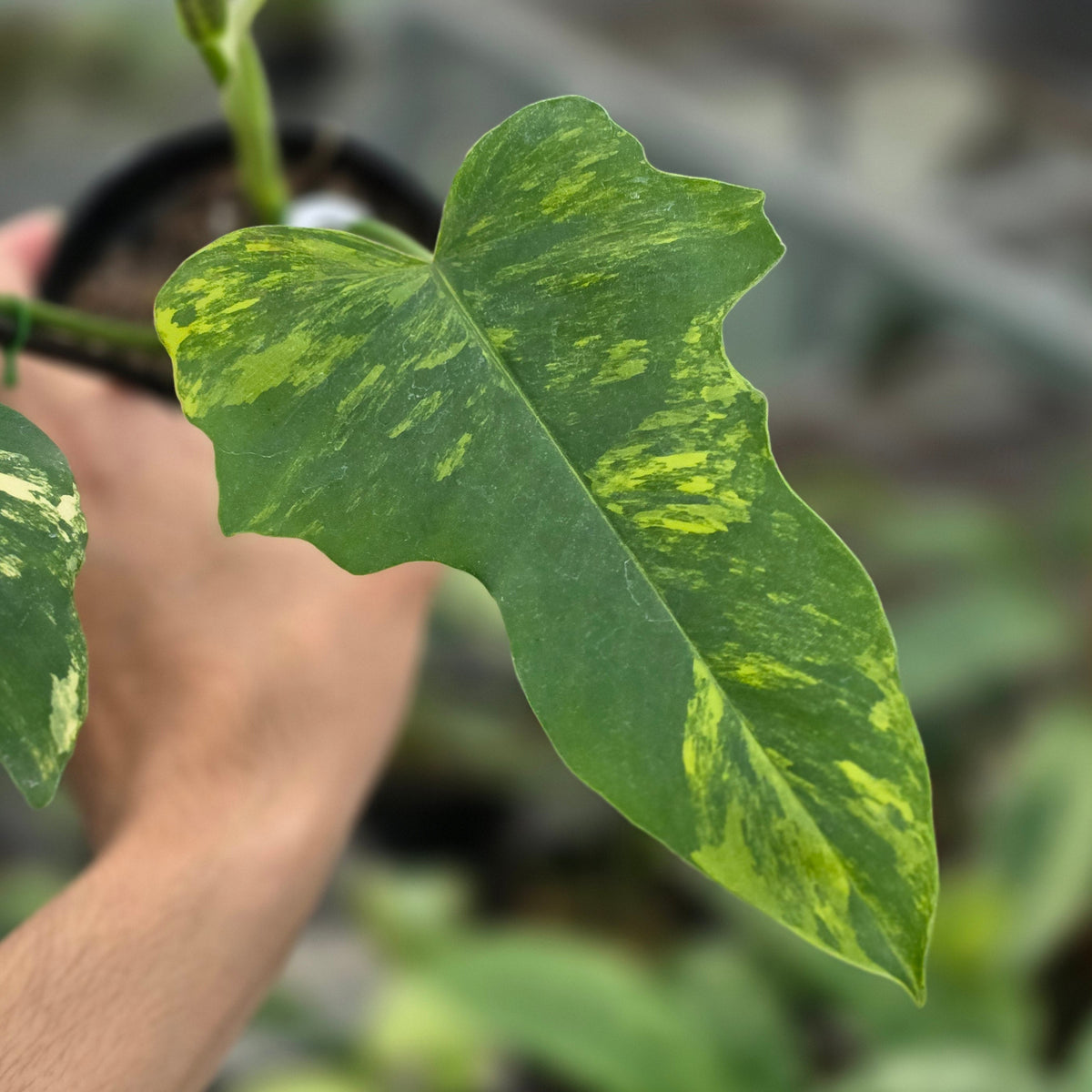Philodendron florida beauty x bob cee var - AM23-09