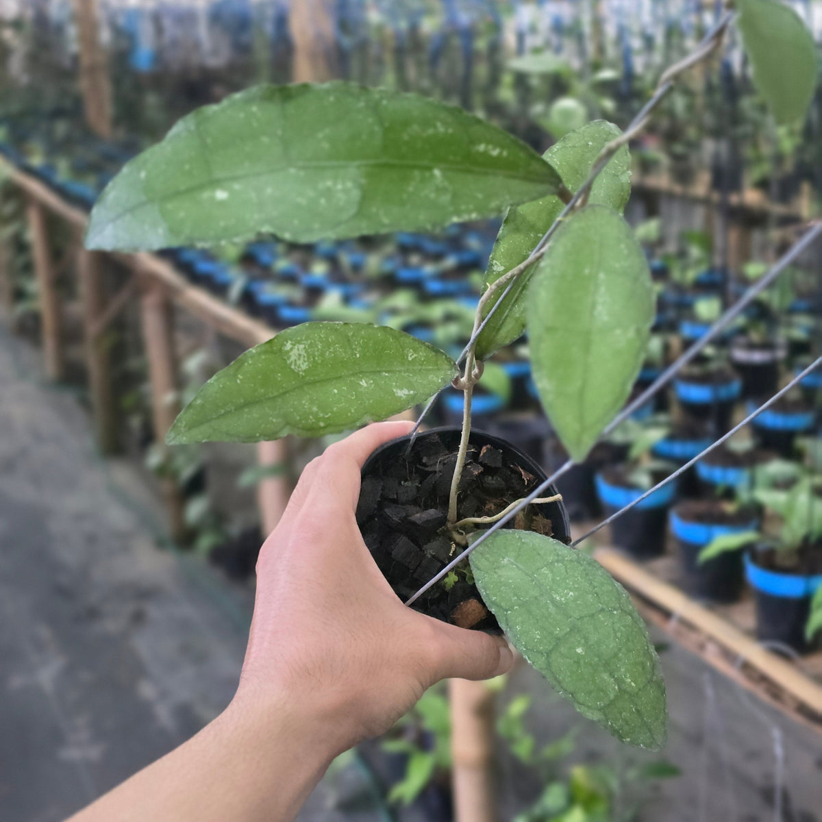 Hoya clemensiorum 'Veinless'