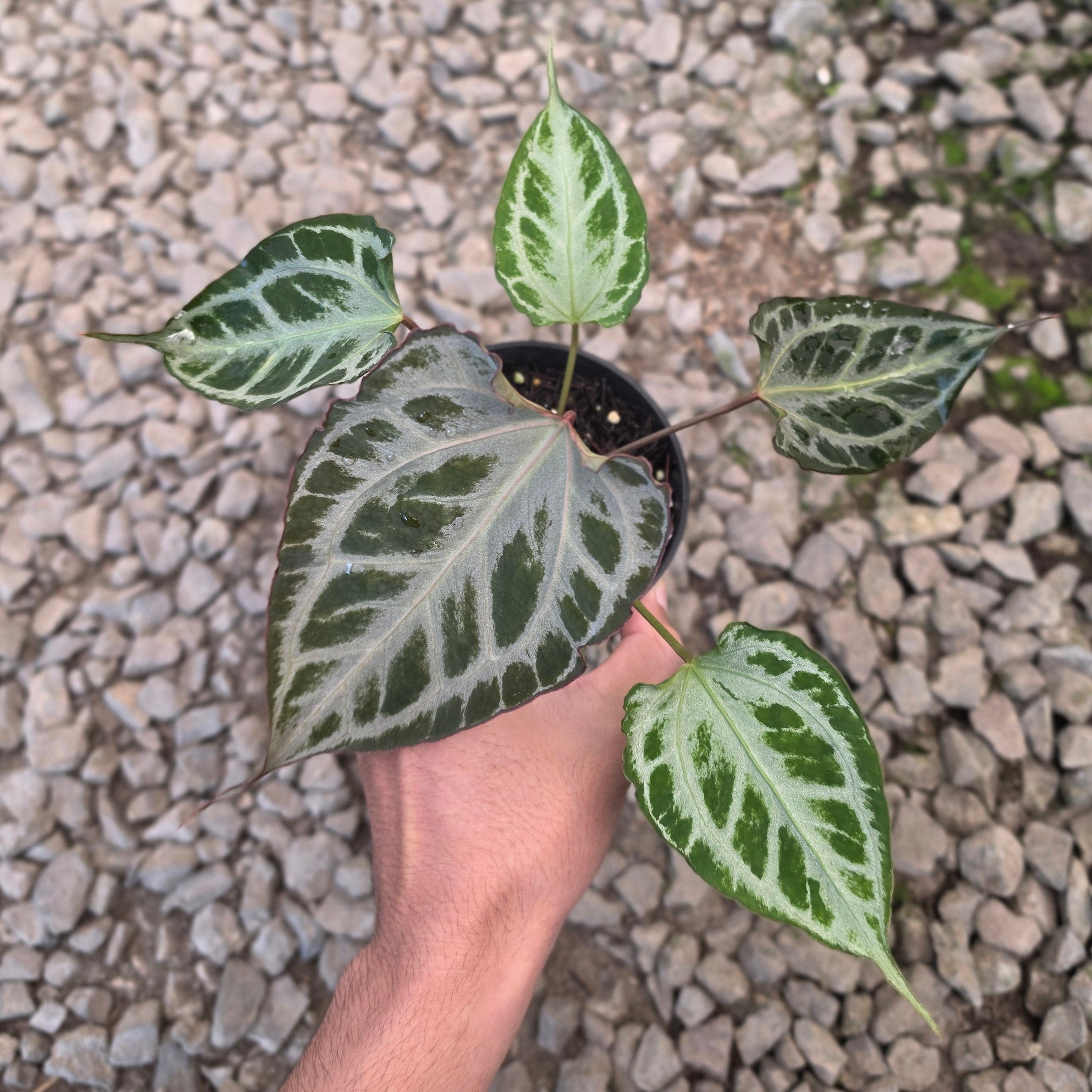 Anthurium muchlis x red crystallinum medium size