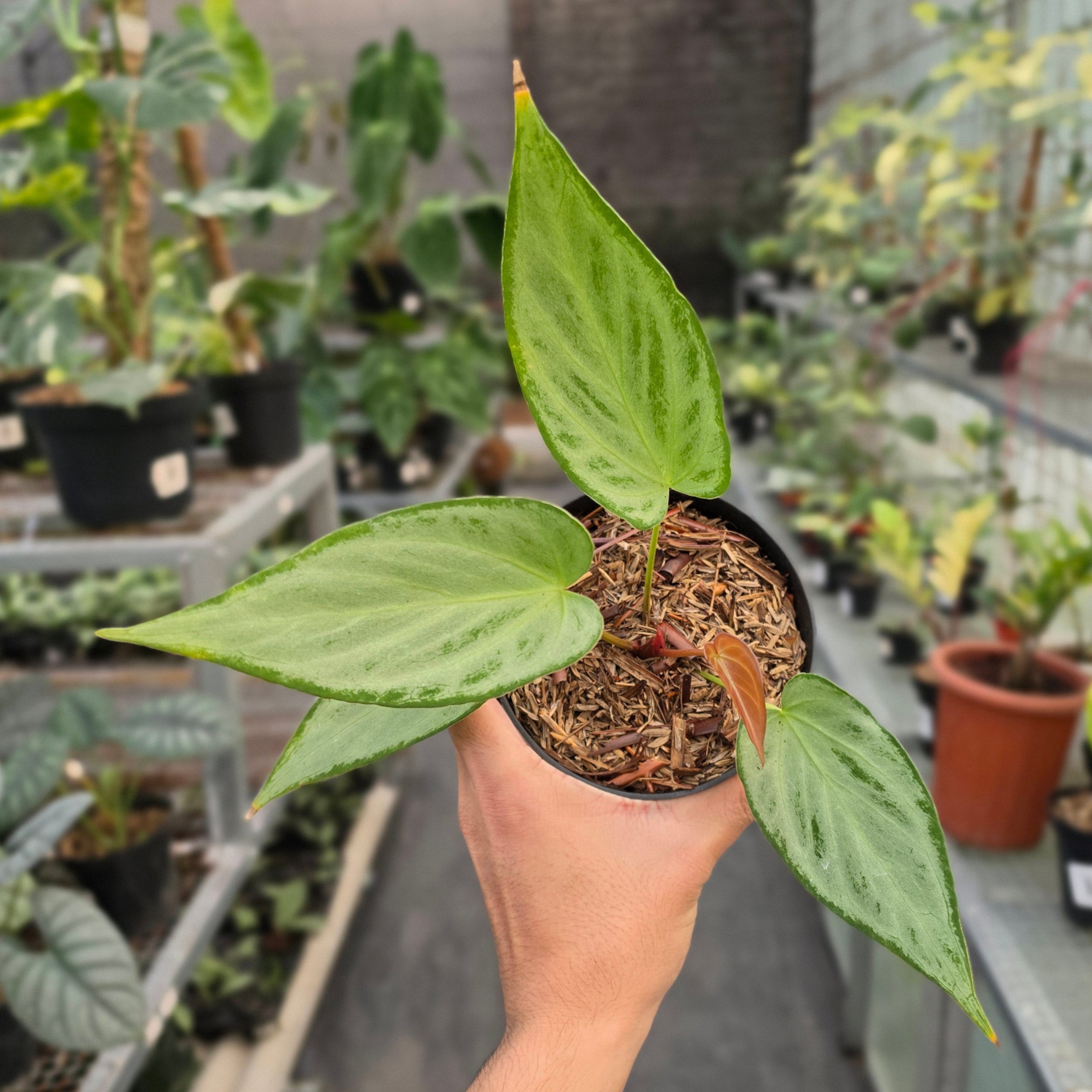 Anthurium silver chrome x warocqueanum