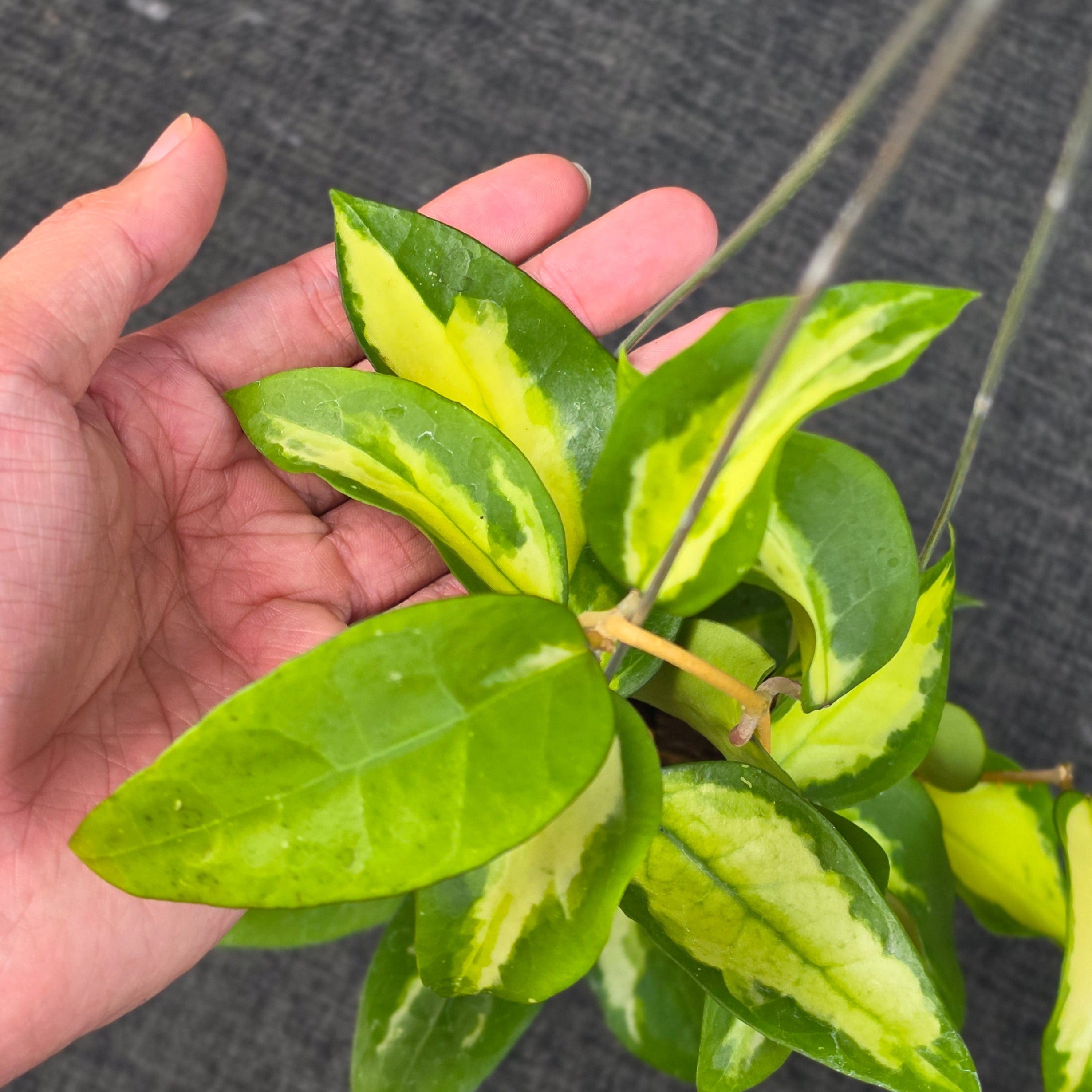 Hoya panglayensis 'Inner Variegata'