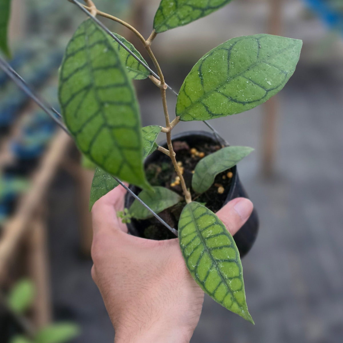 Hoya callistophylla chiquita