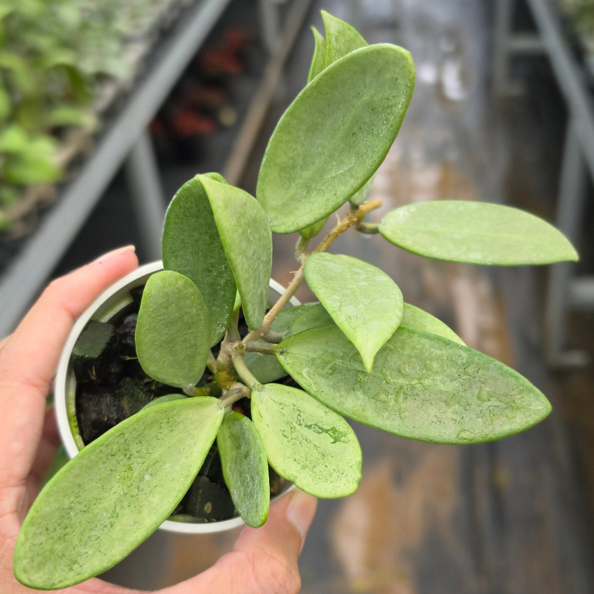 Hoya ‘Silver Lady’
