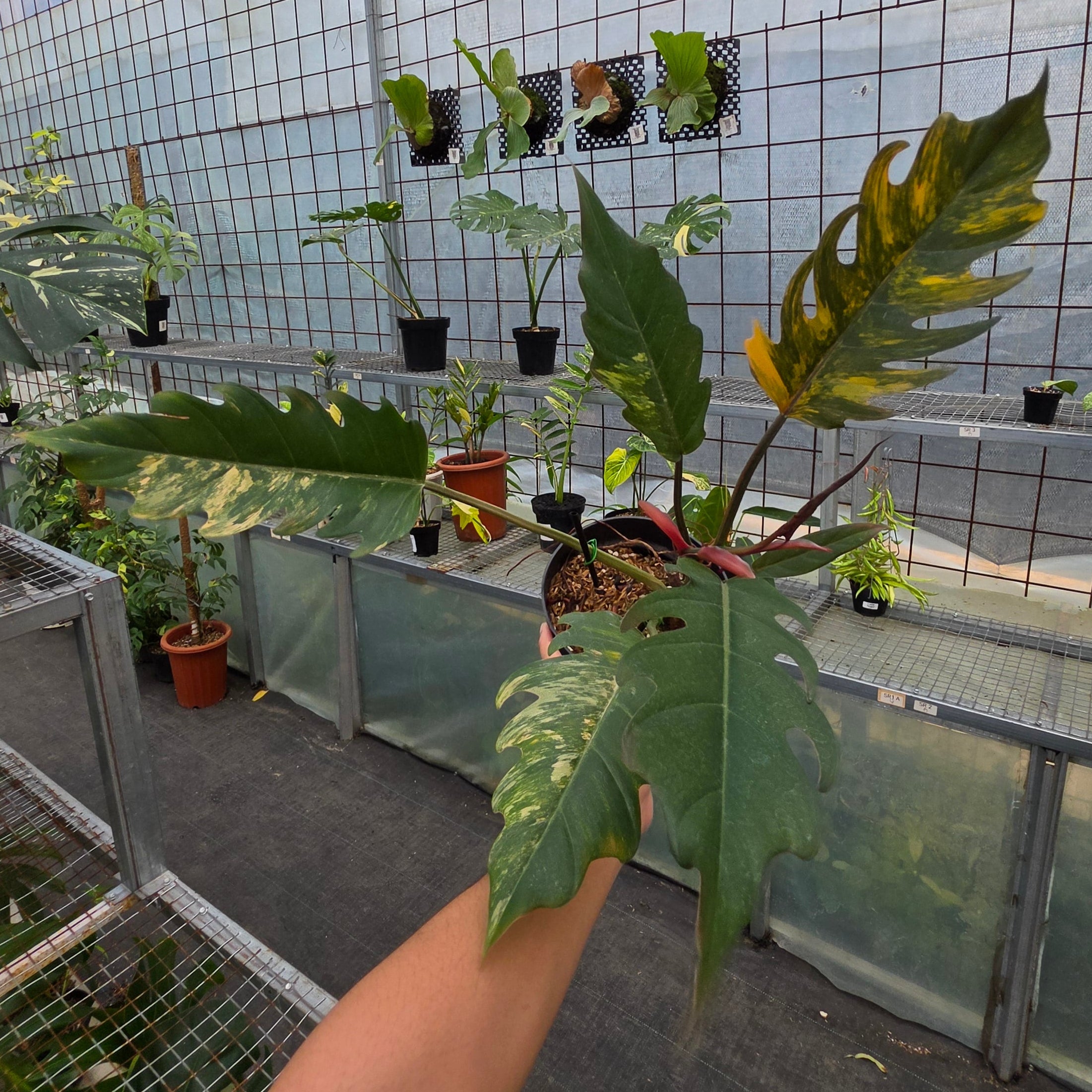RP Philodendron Caramel marble variegated - AM21-08