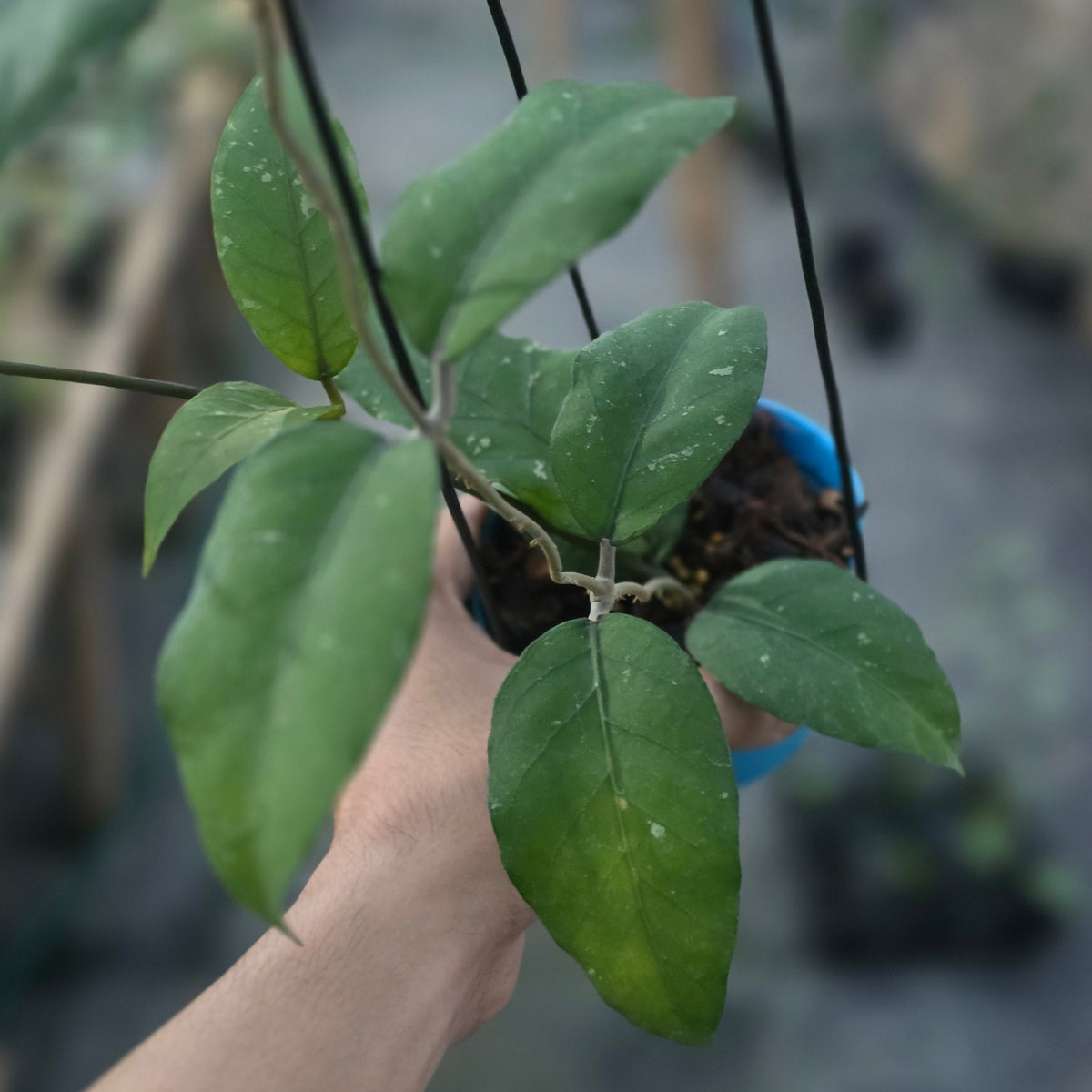 Hoya sp aceh dragon altar