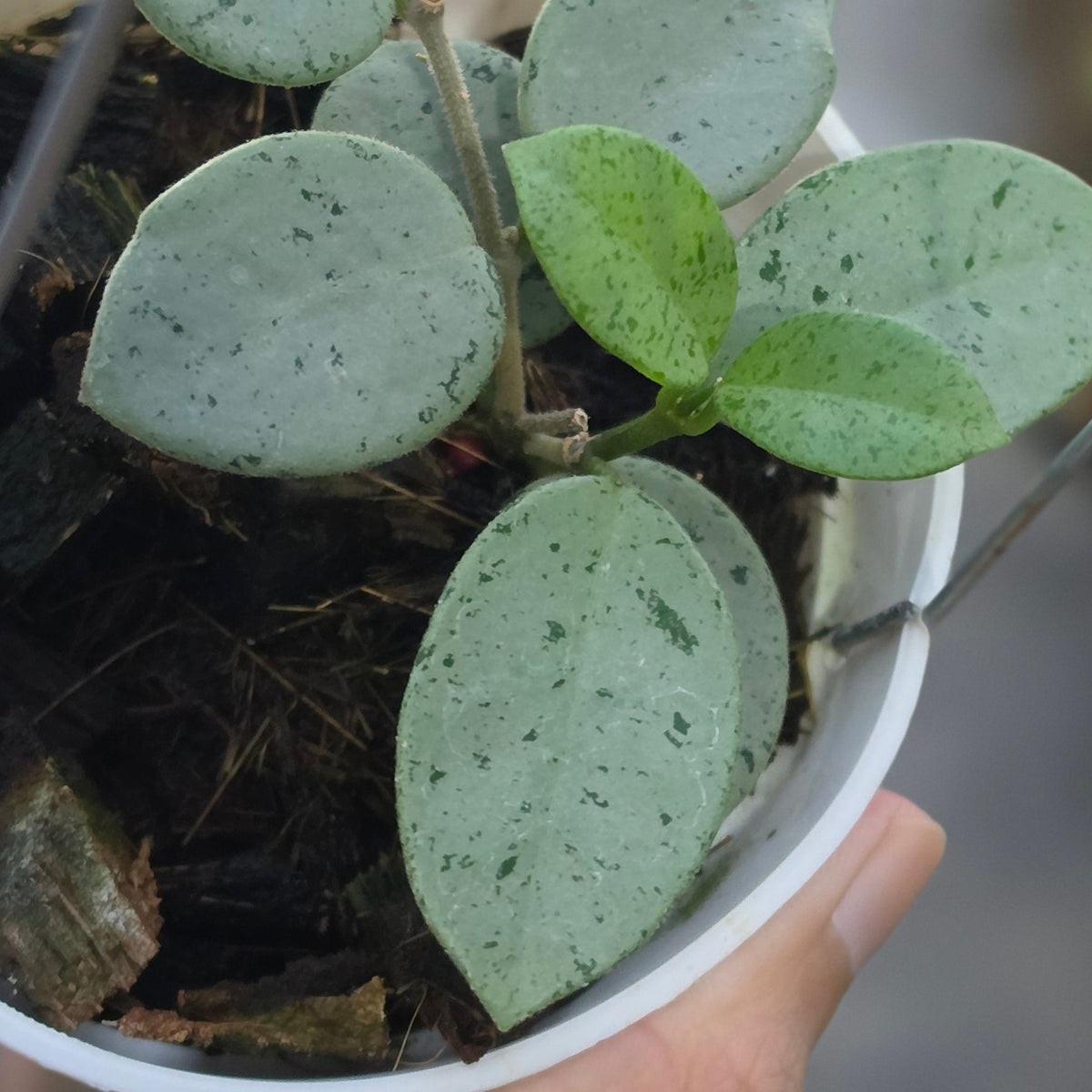 Hoya mathilde green spot