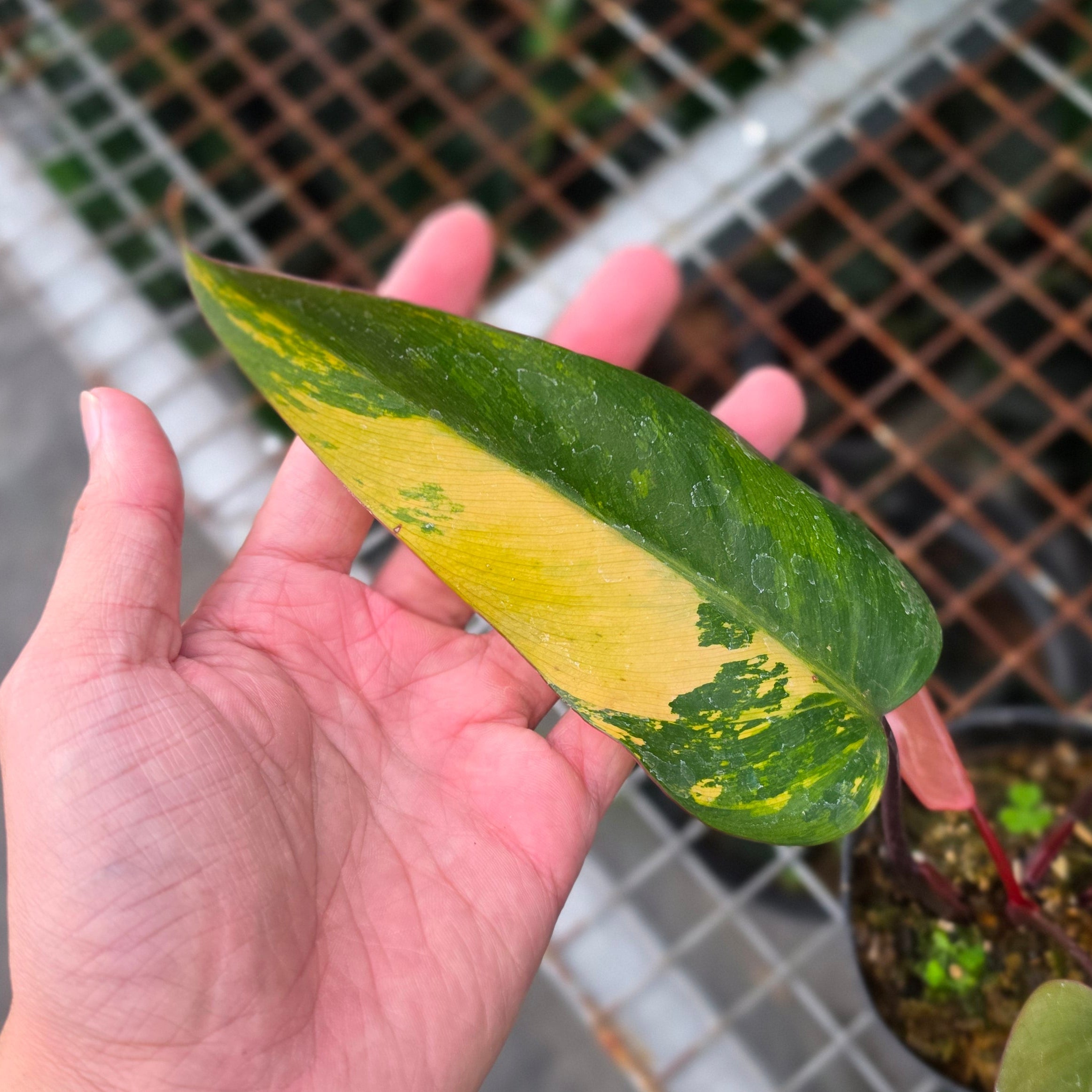 Philodendron Dark lord variegated