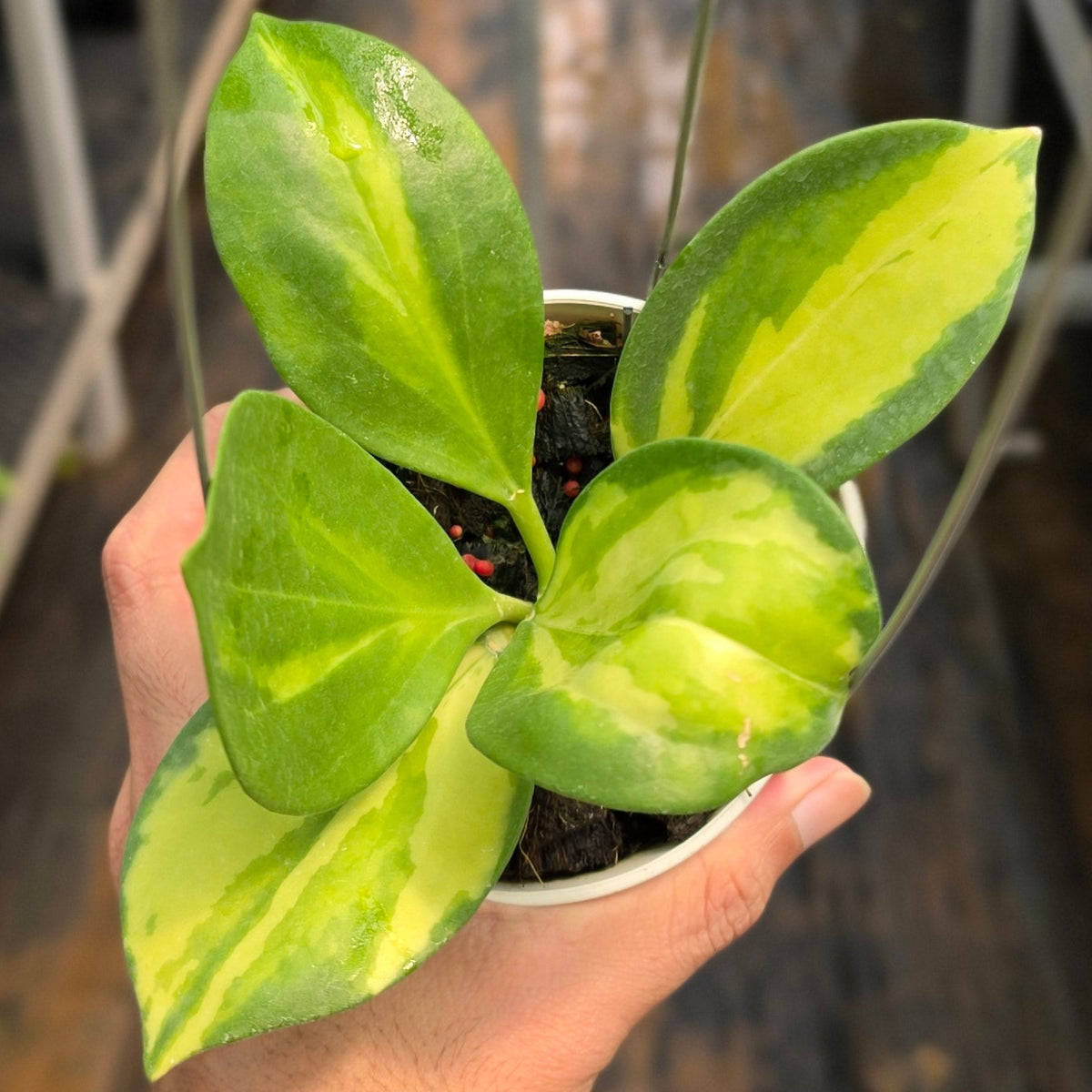 Hoya subquintuplinervis ‘Inner Variegated’