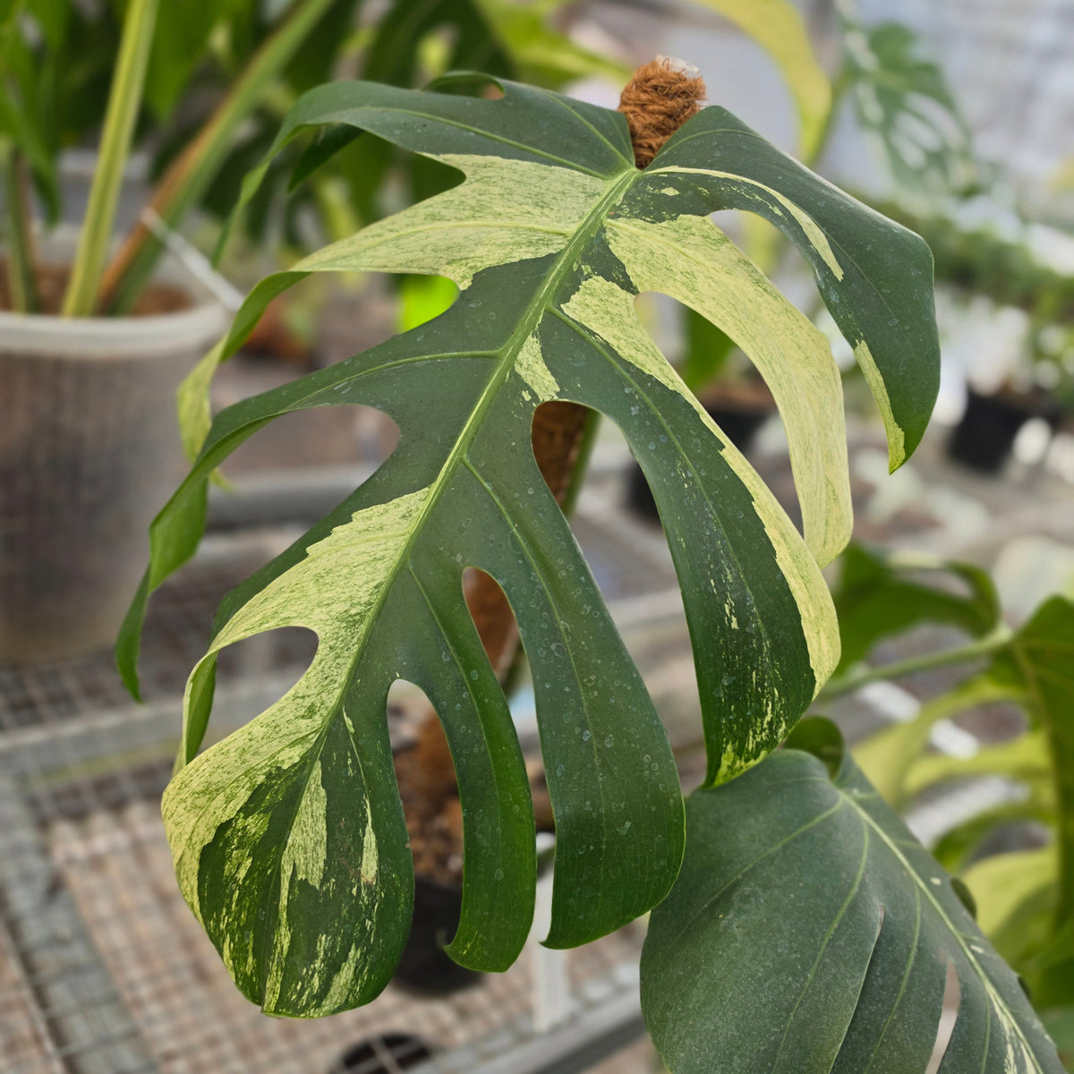 Monstera jungle mint noid - AM10-09