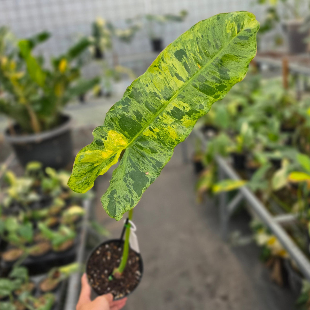 Philodendron paraiso verde var (cutting 1 leaf) - AM25-09