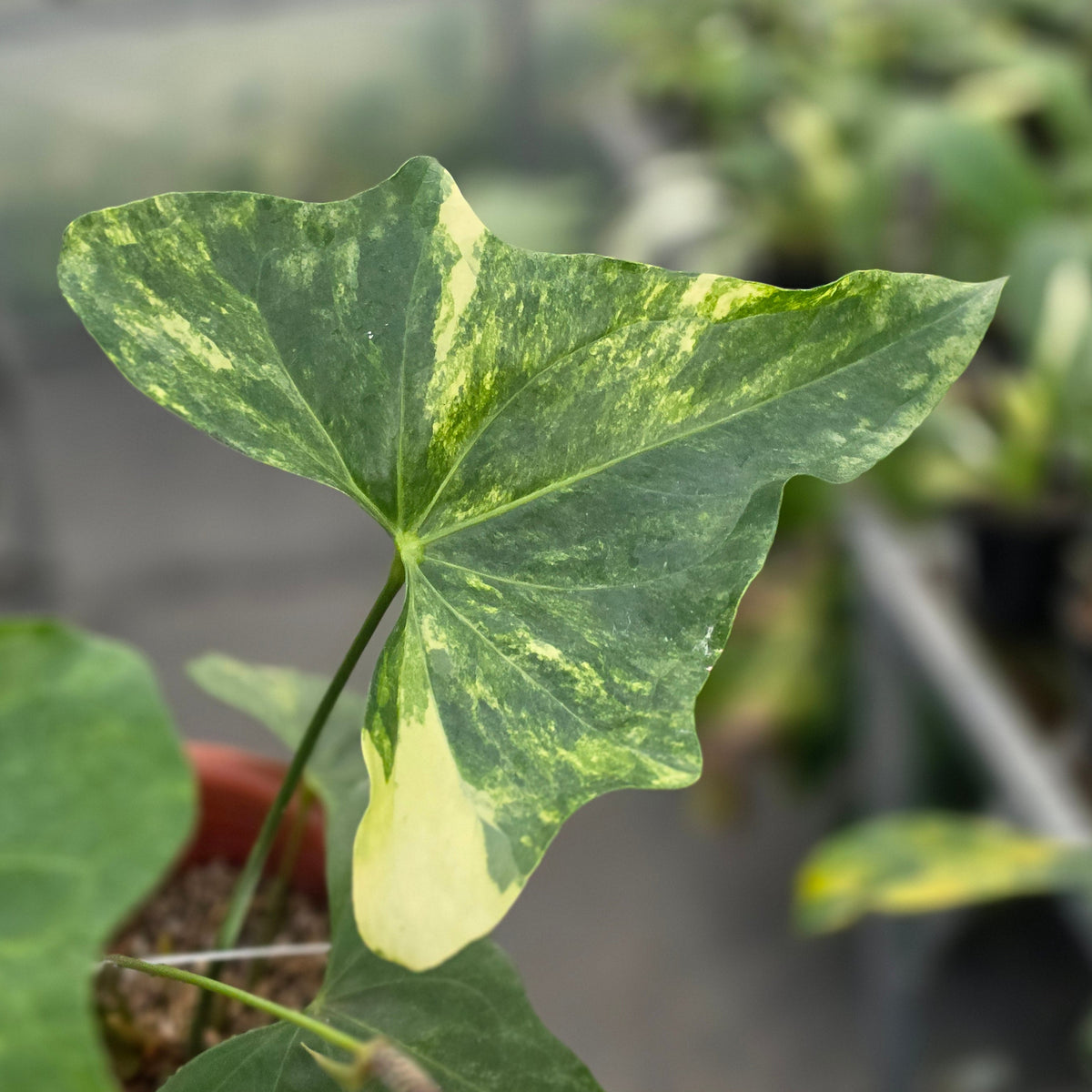 Anthurium pterodactyl variegated (mature size) - AM17-09