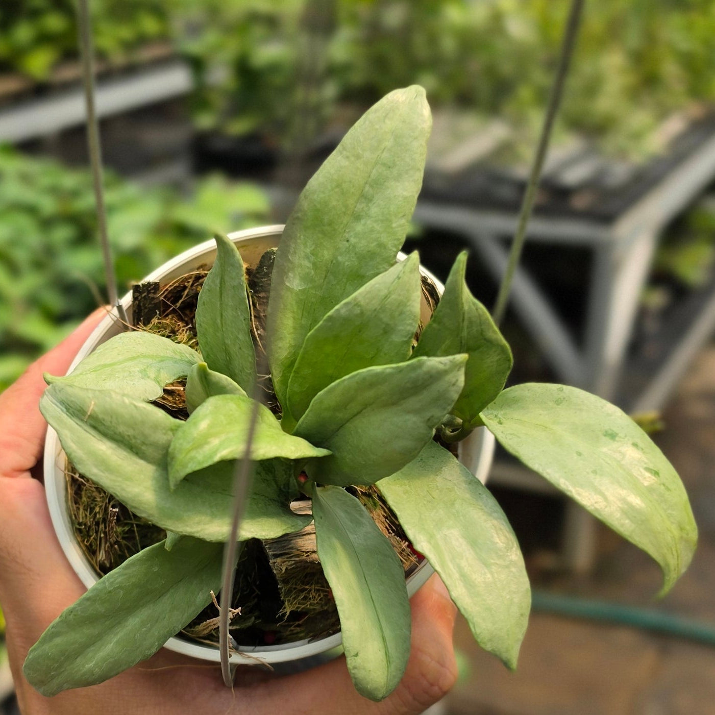 Hoya lacunosa ‘Curly’
