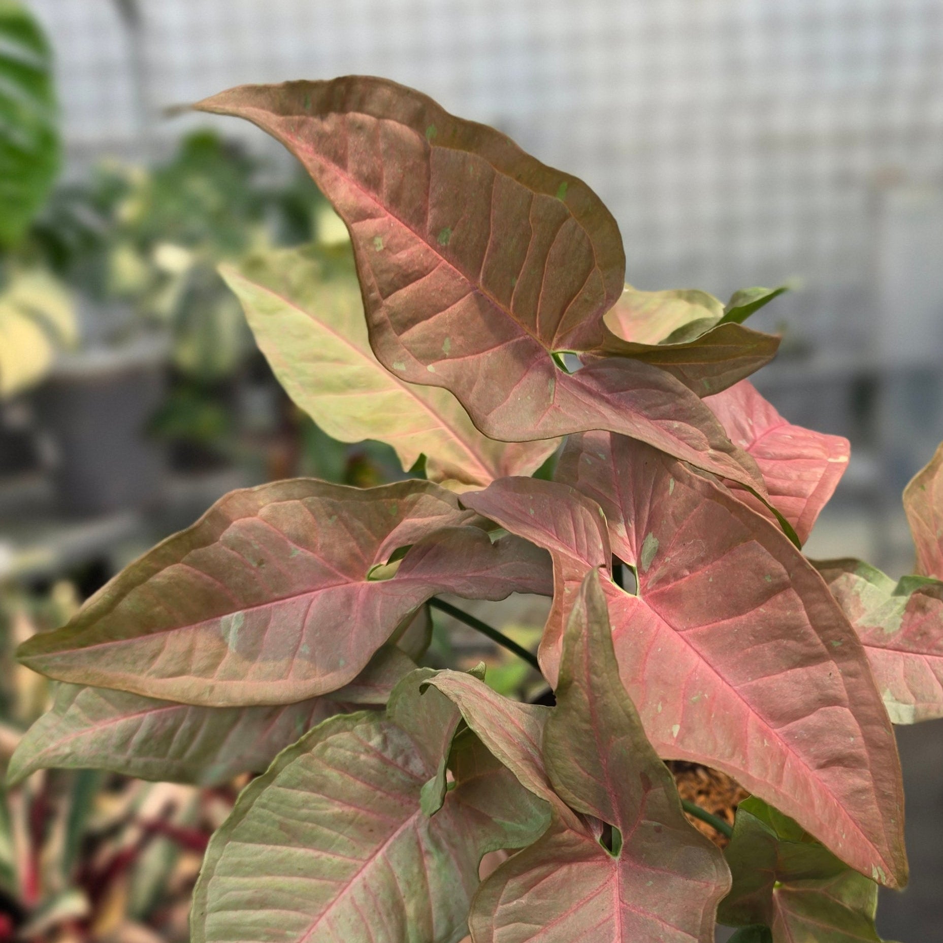RP Syngonium Pink caviar - AM08-08