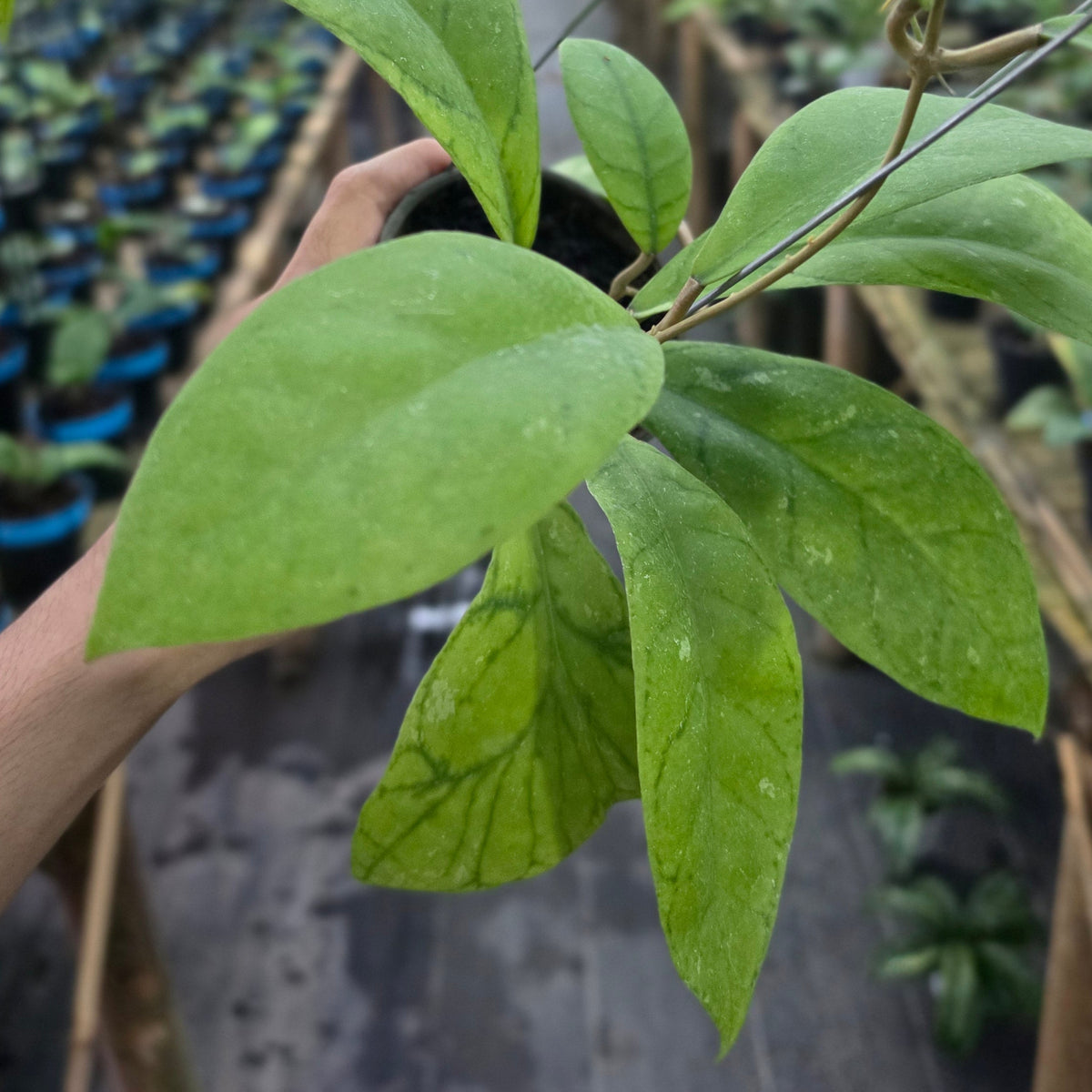 Hoya callistophylla golden sp sekadau