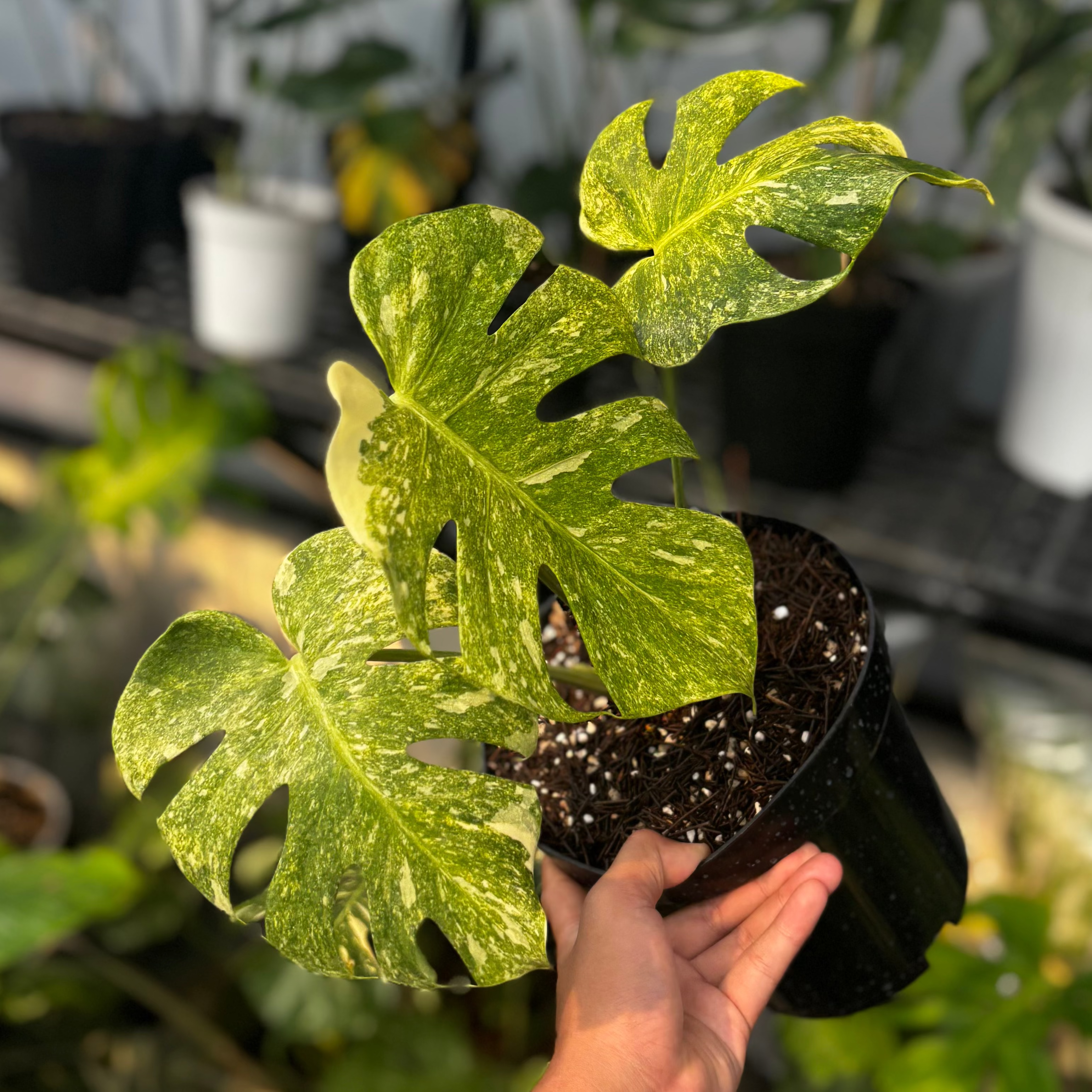 Monstera double platinum variegated
