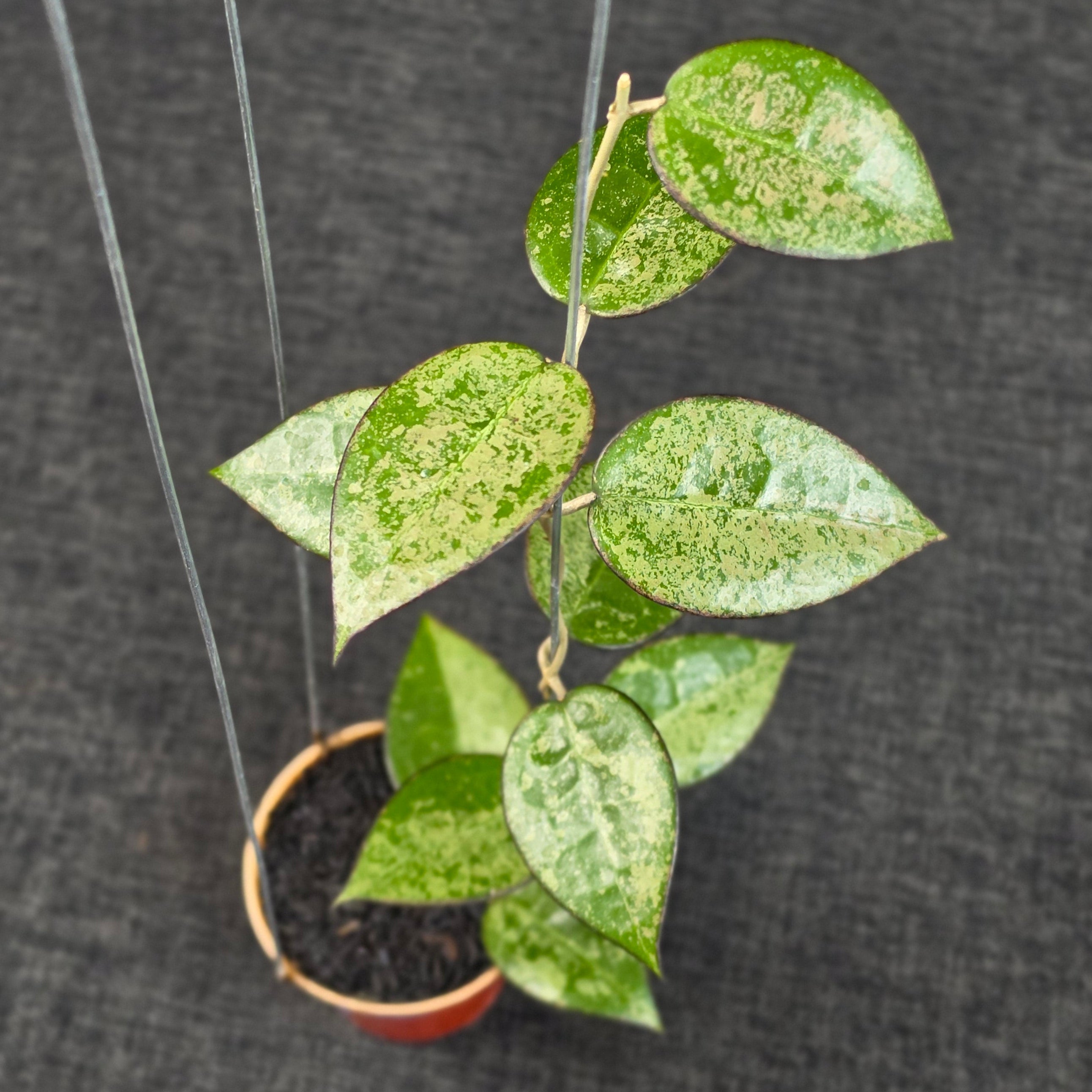 Hoya verticillata 'MA-07 High Splash'