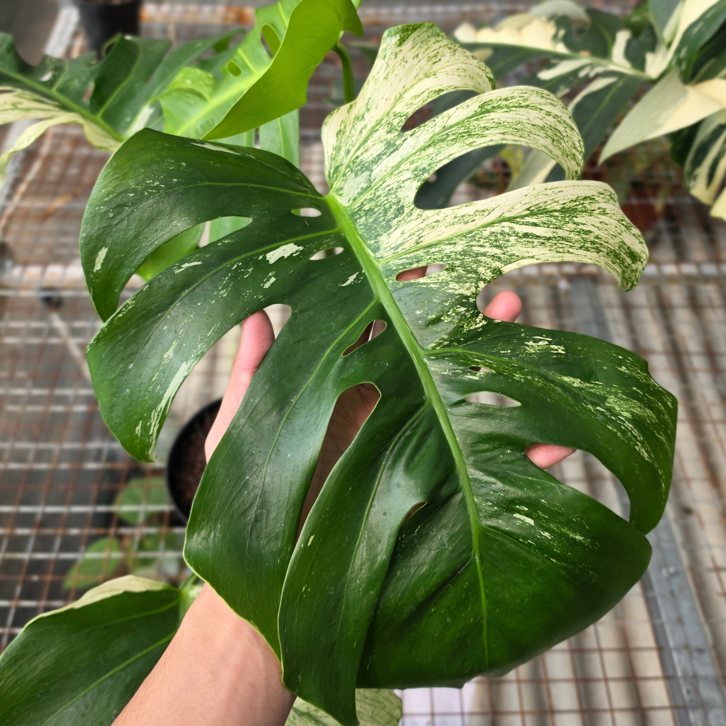 RP Monstera Java sports - AM03-08