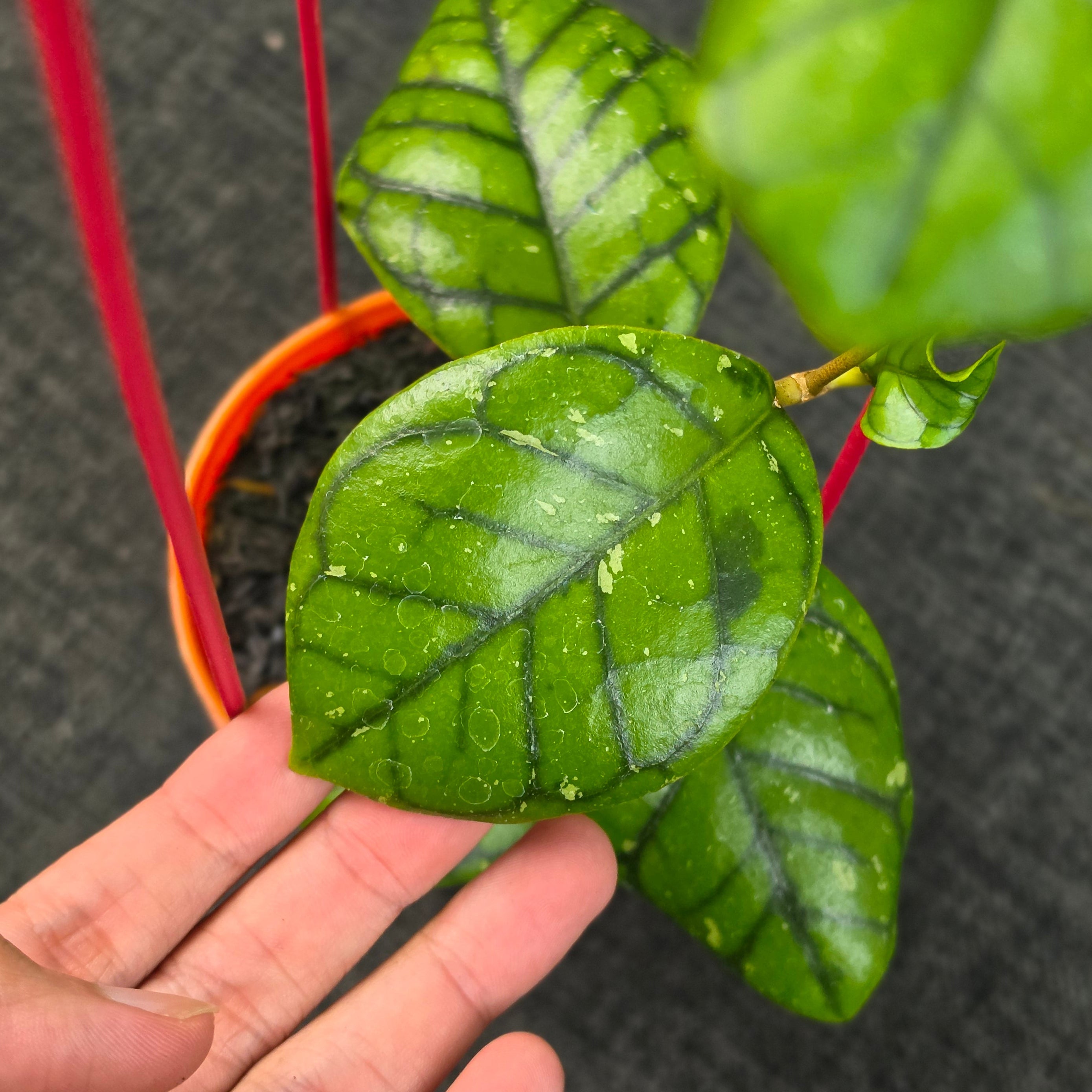 Hoya callistophylla 'Chibi'