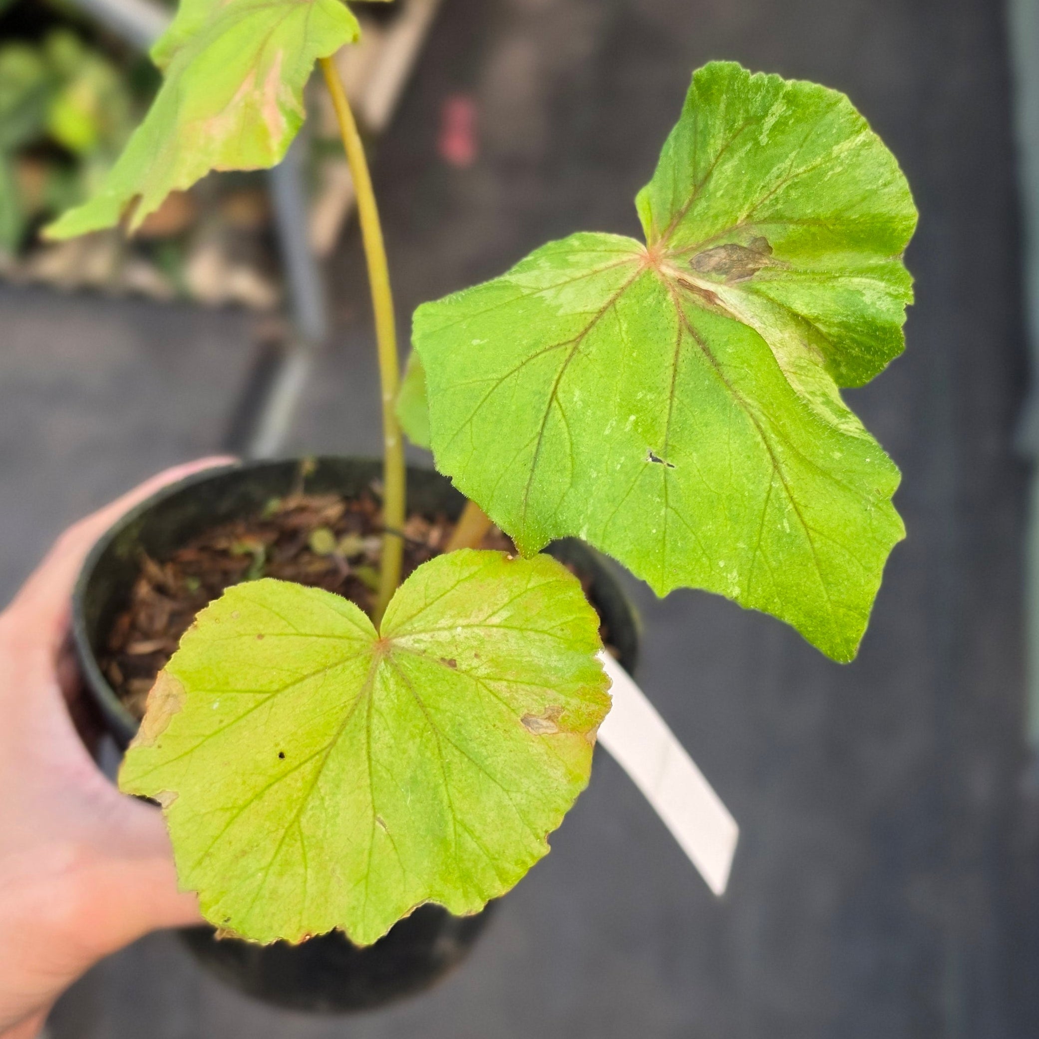 Begonia popenoei