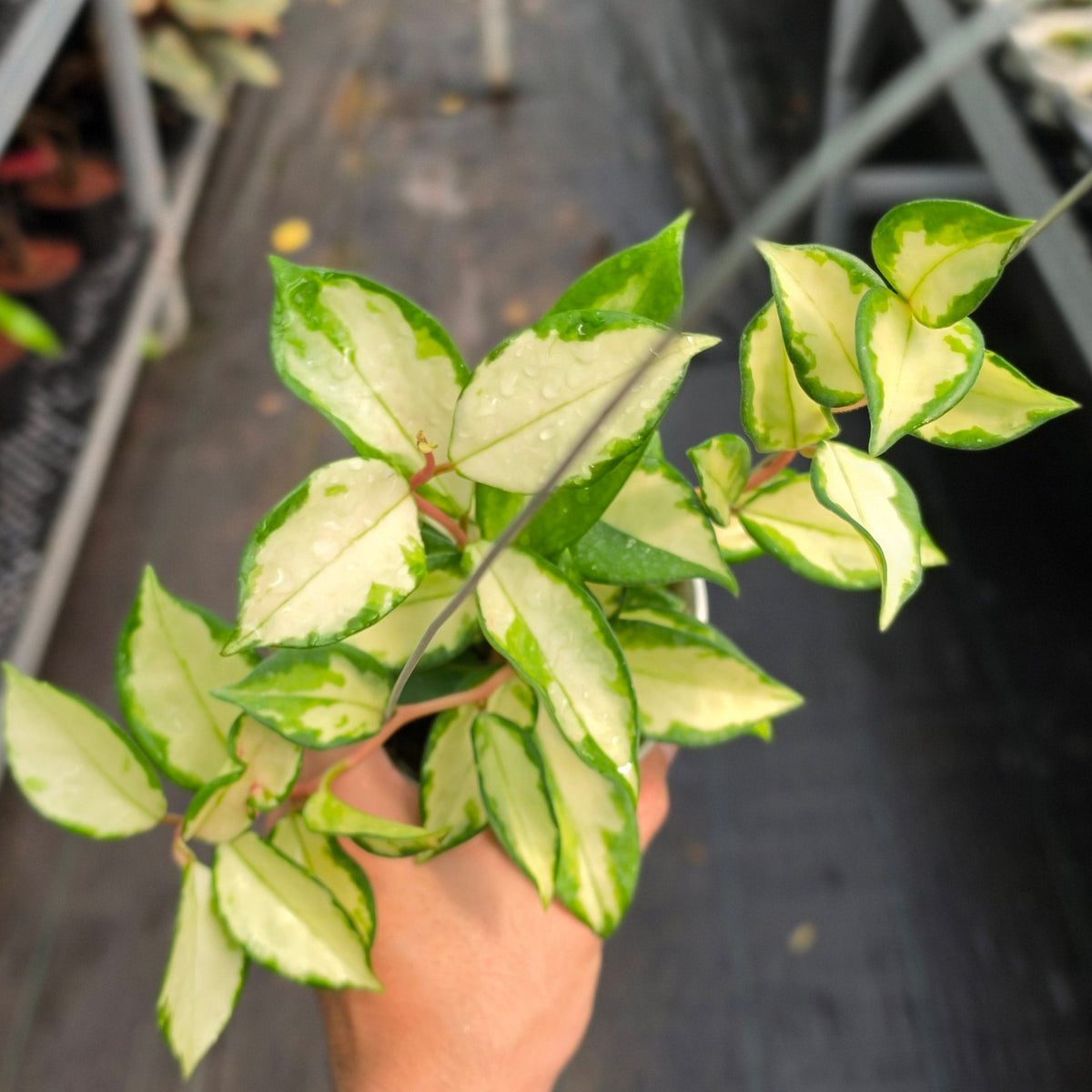 Hoya carnosa ‘Krimson Princess’