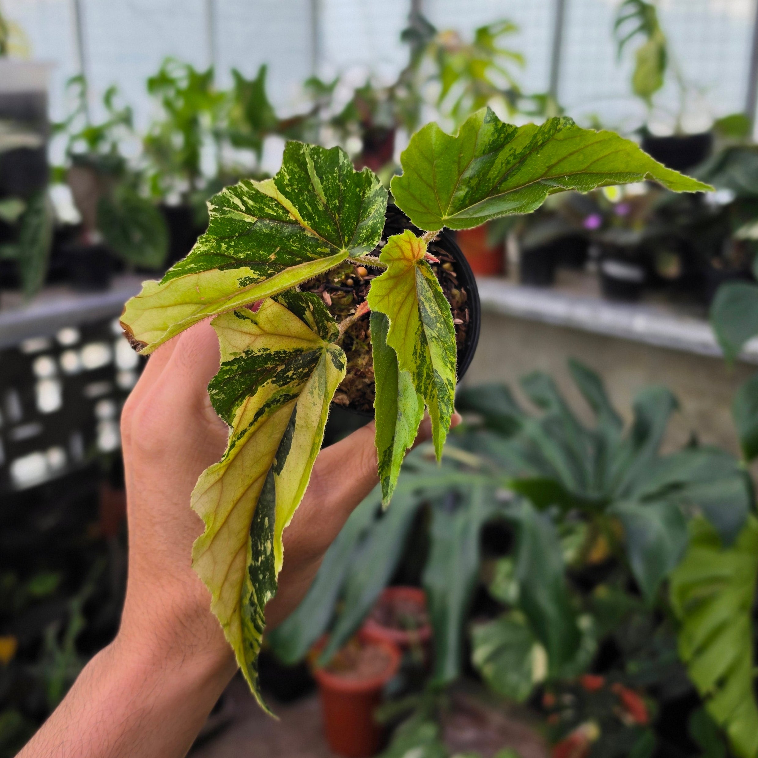 Begonia ginny galaxy variegated