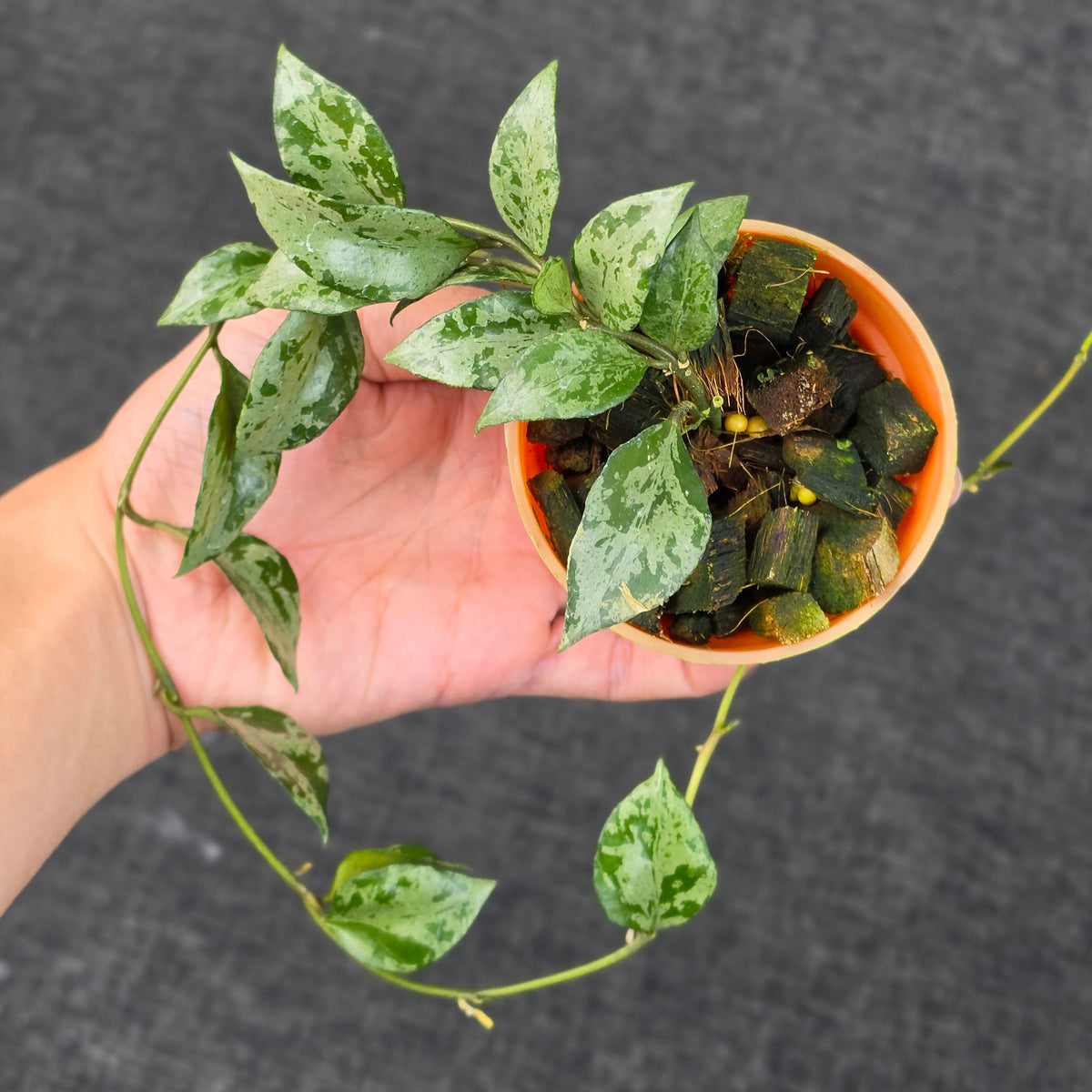 Hoya lacunosa 'Green Flame'