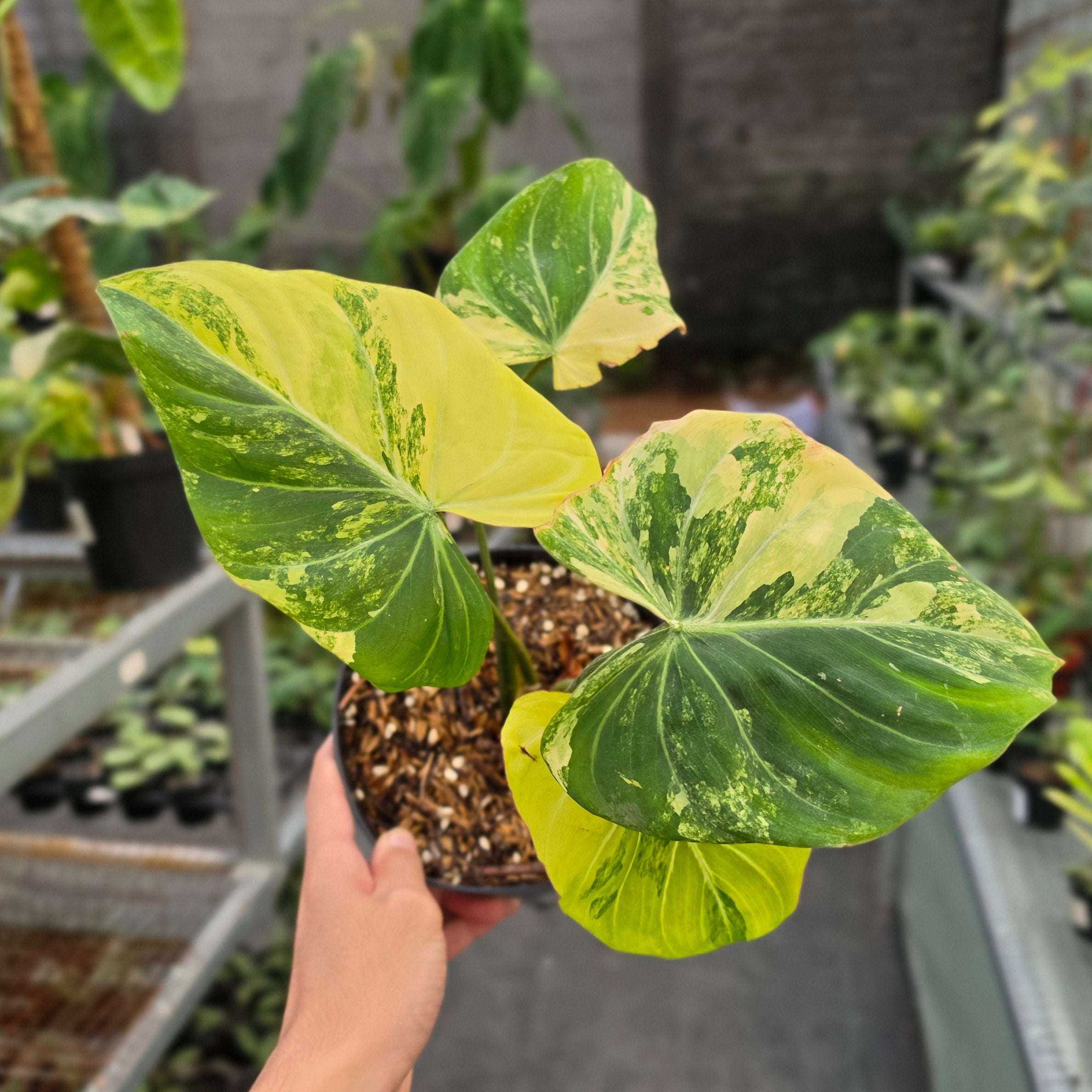 Philodendron gloriosum albo variegated