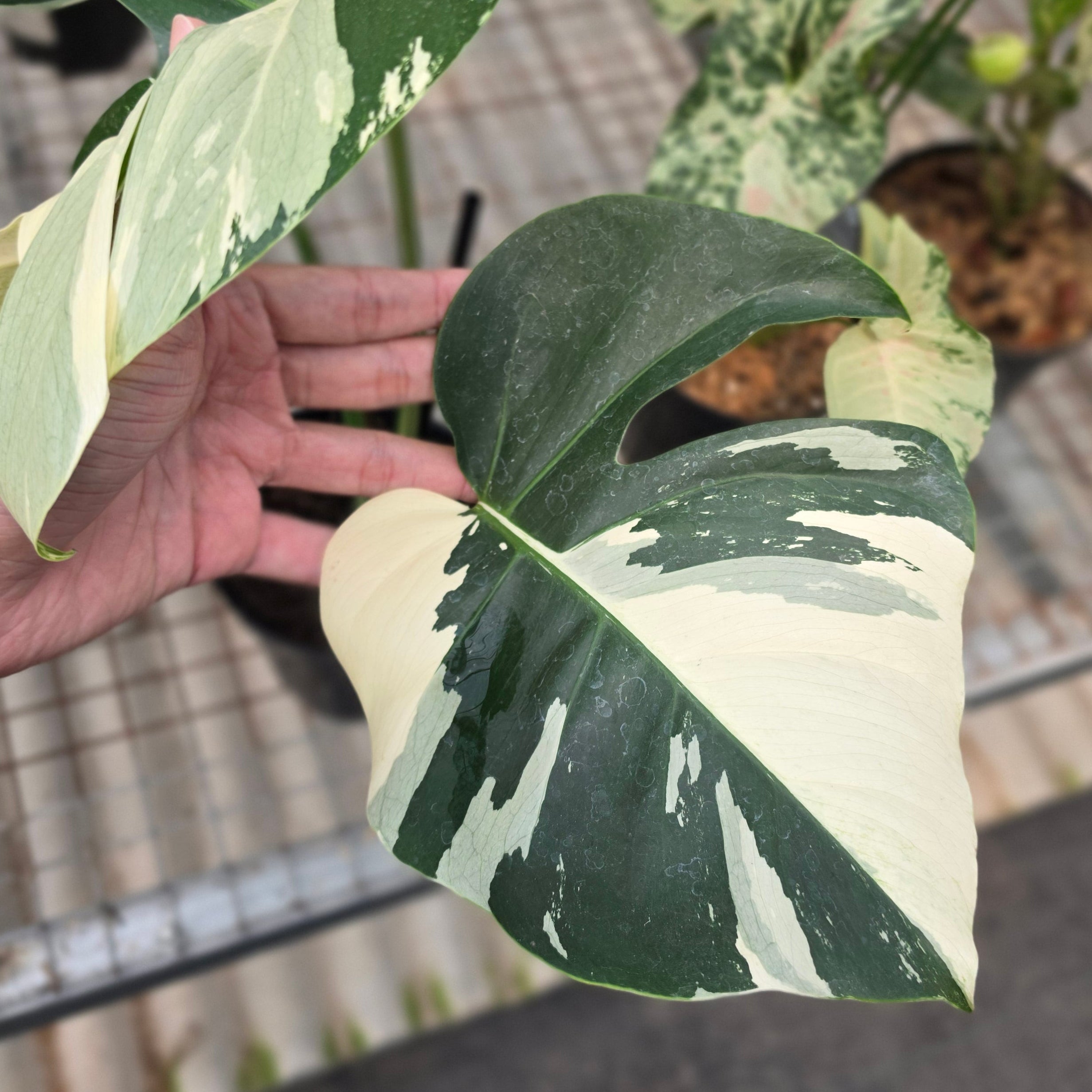 RP Monstera Jungle mint noid - AM02-08