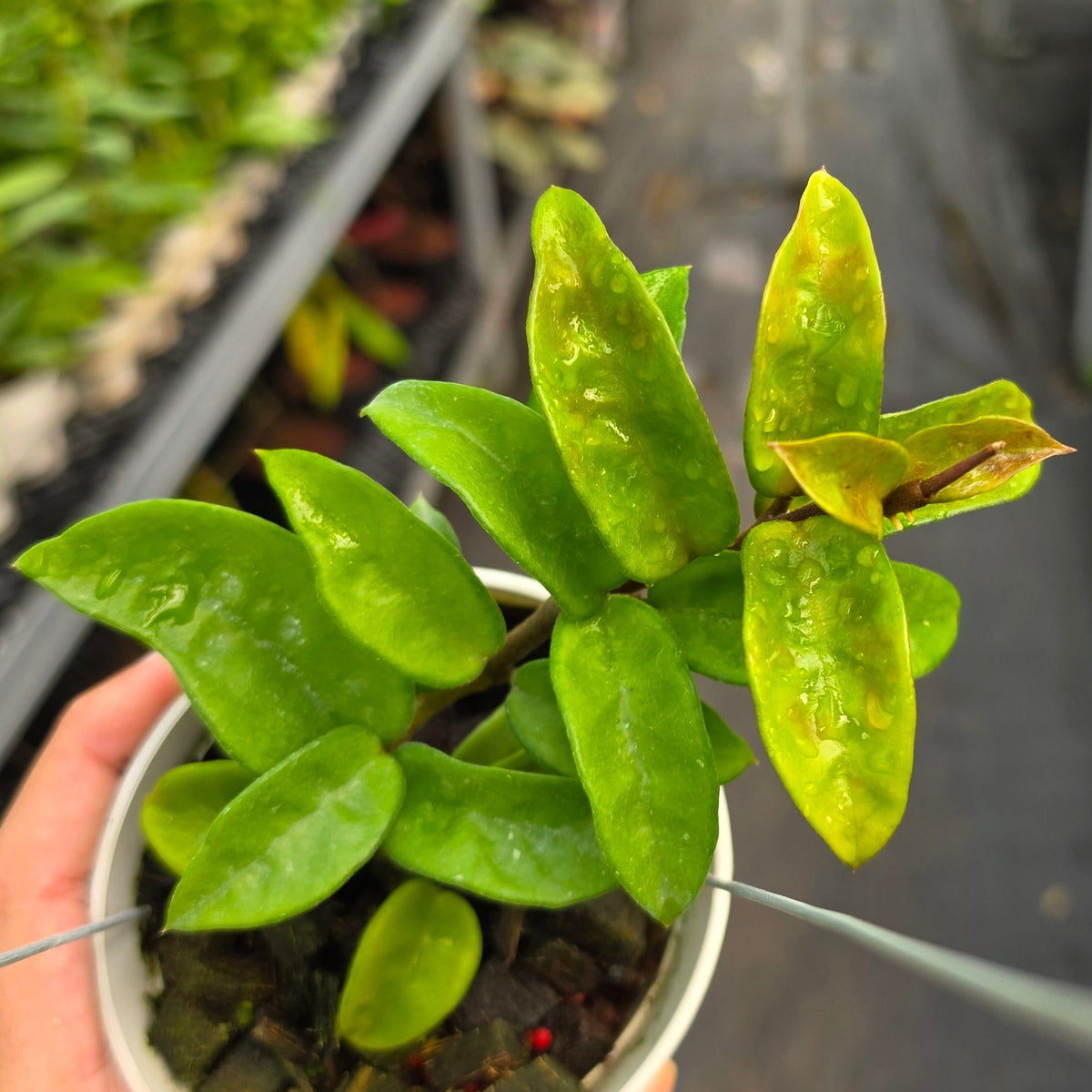 Hoya carnosa ‘Krinkle 8’