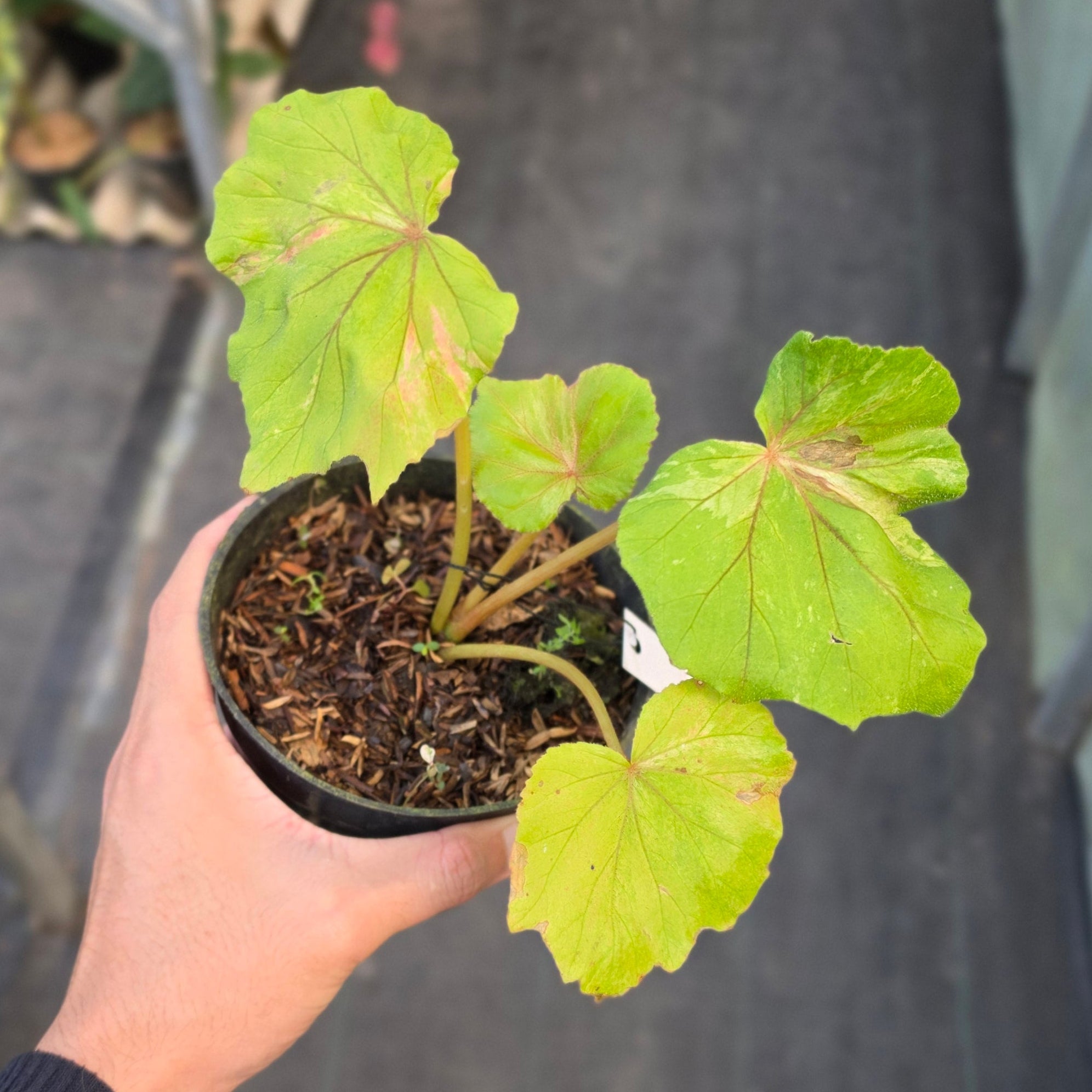Begonia popenoei