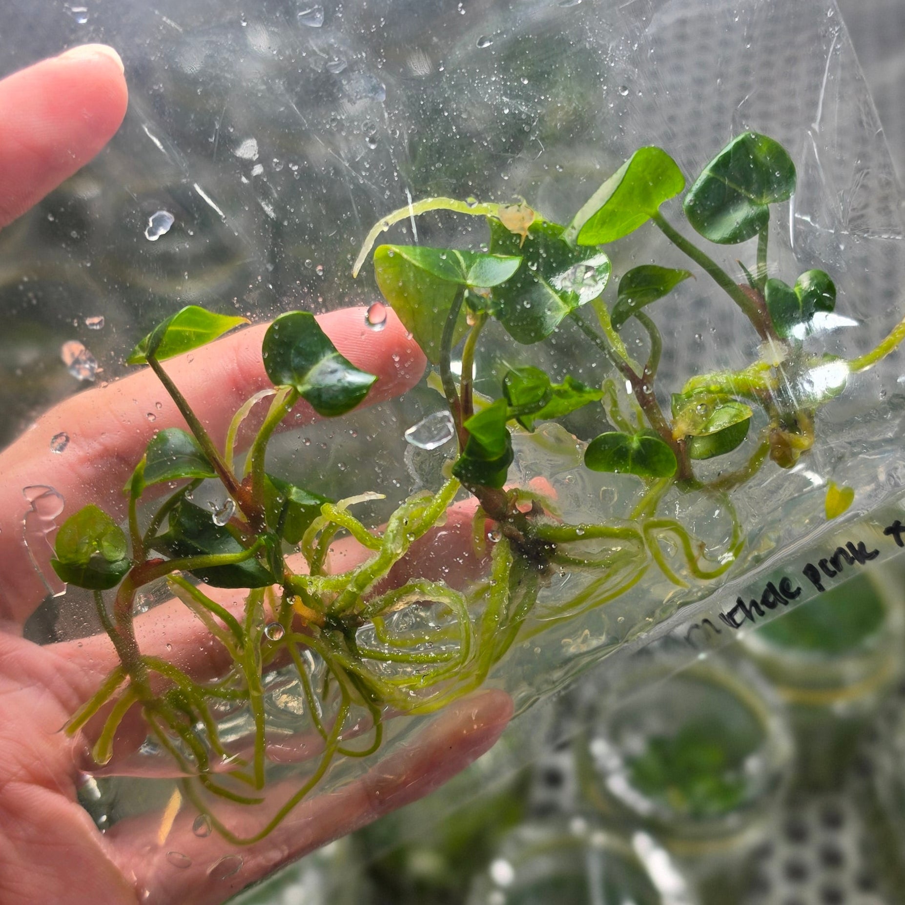 Anthurium michelle pink x michelle - Tissue culture