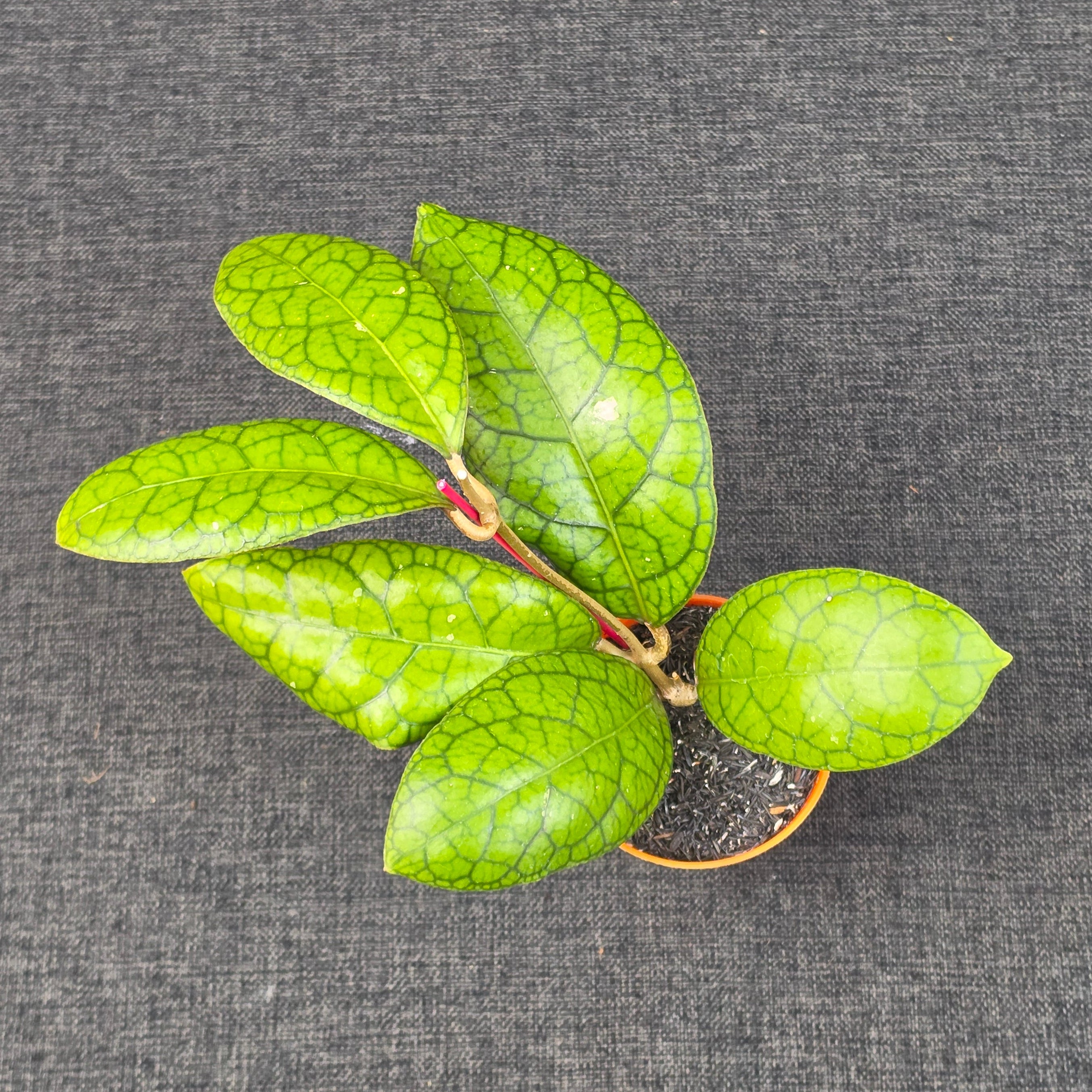 Hoya callistophylla × 'Tanggamus'