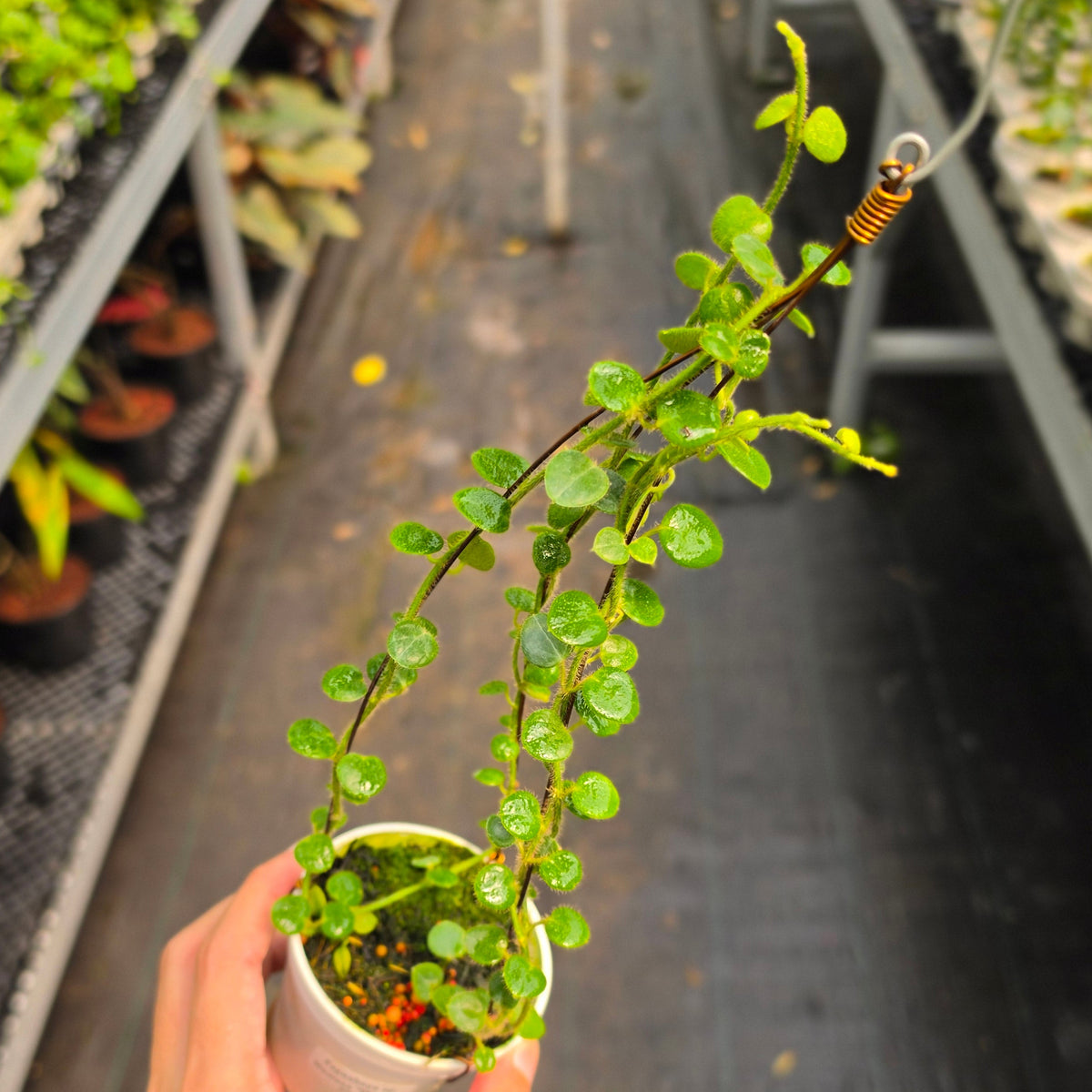 Hoya sp. Mamasa (Papua Hoya)