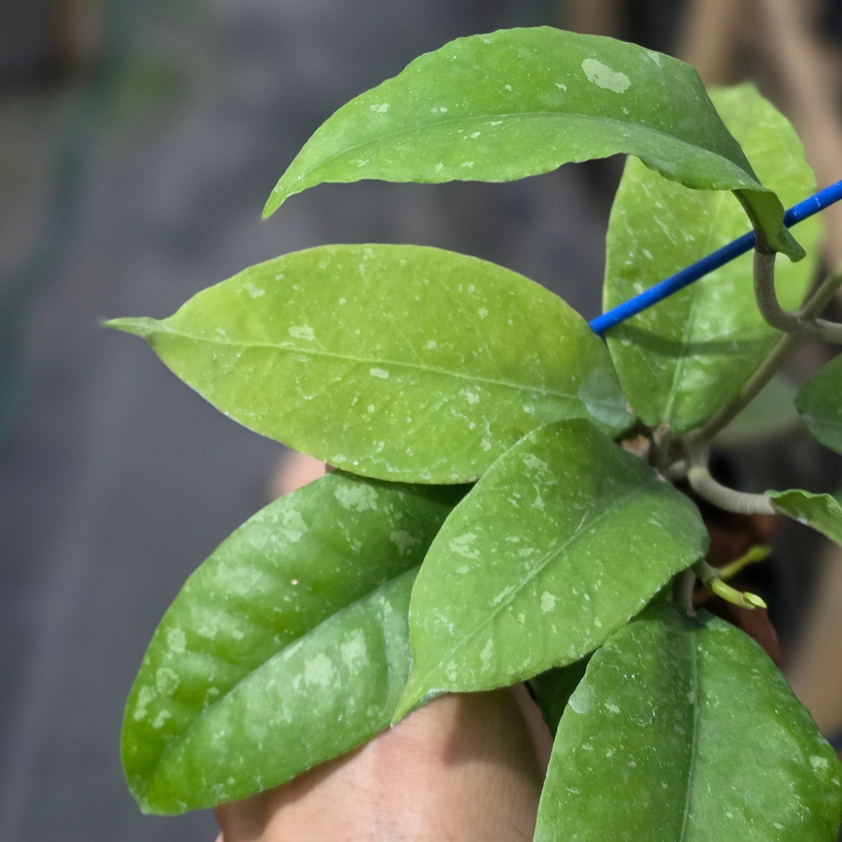 Hoya sp aceh ozzy