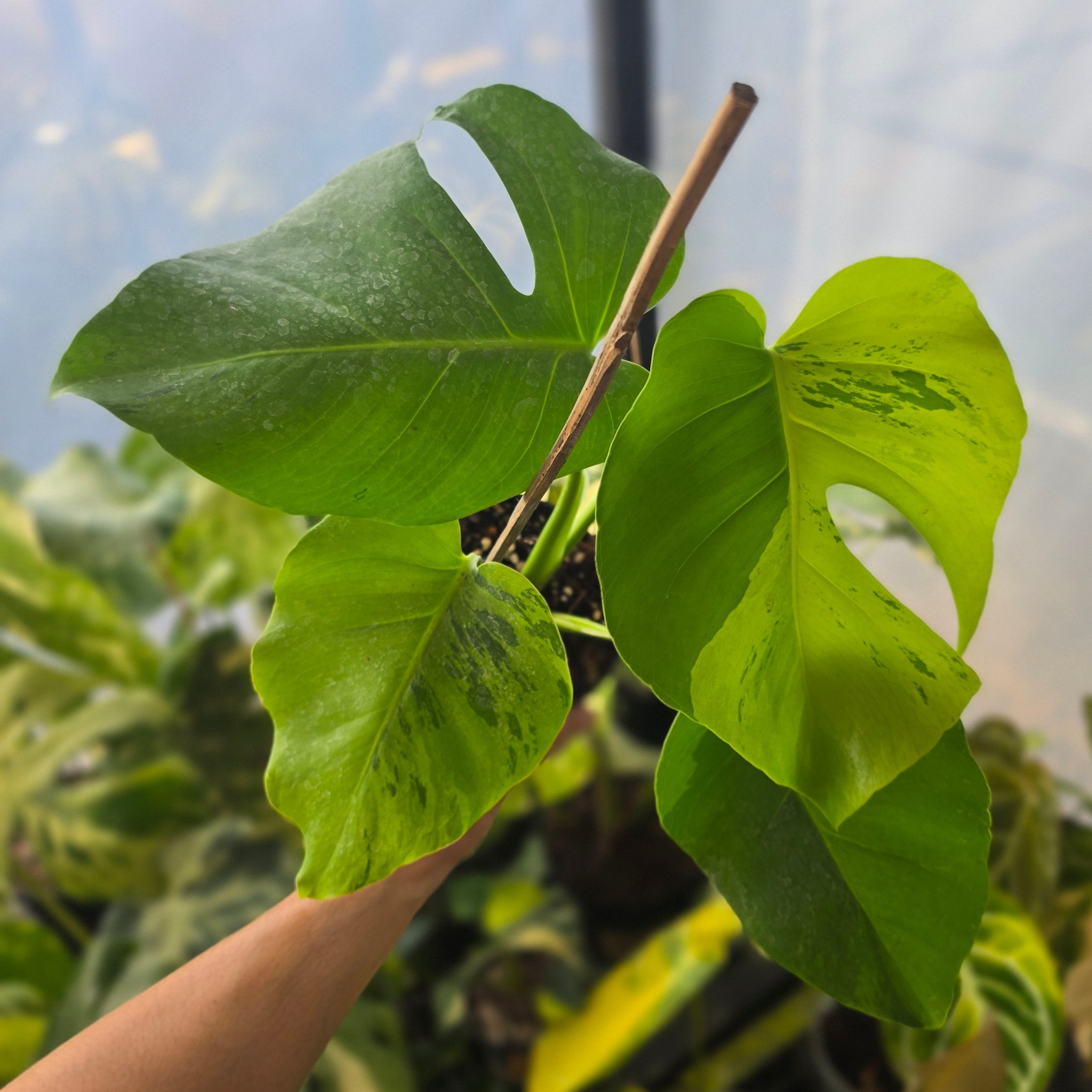 Monstera brazilian aurora