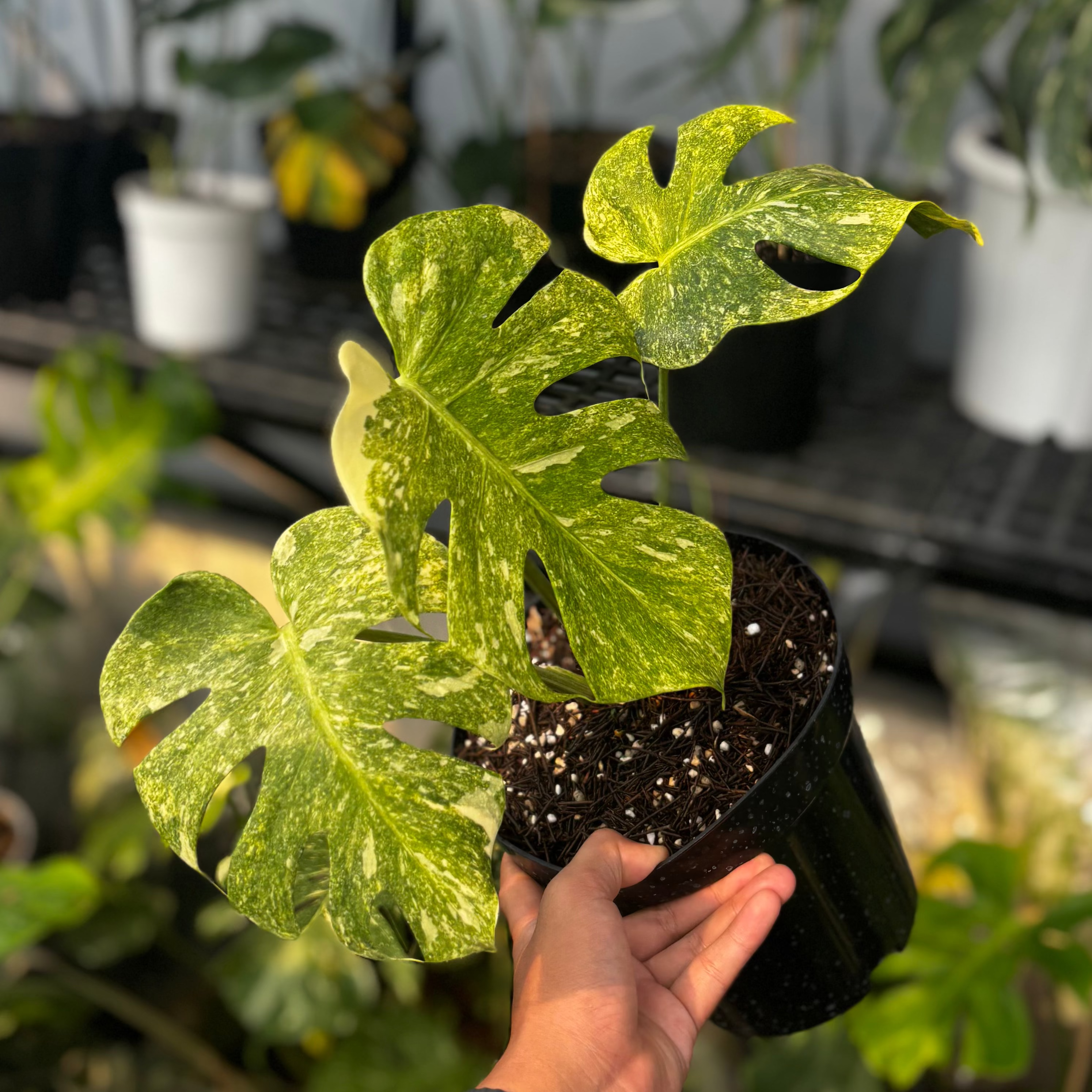 Monstera double platinum variegated