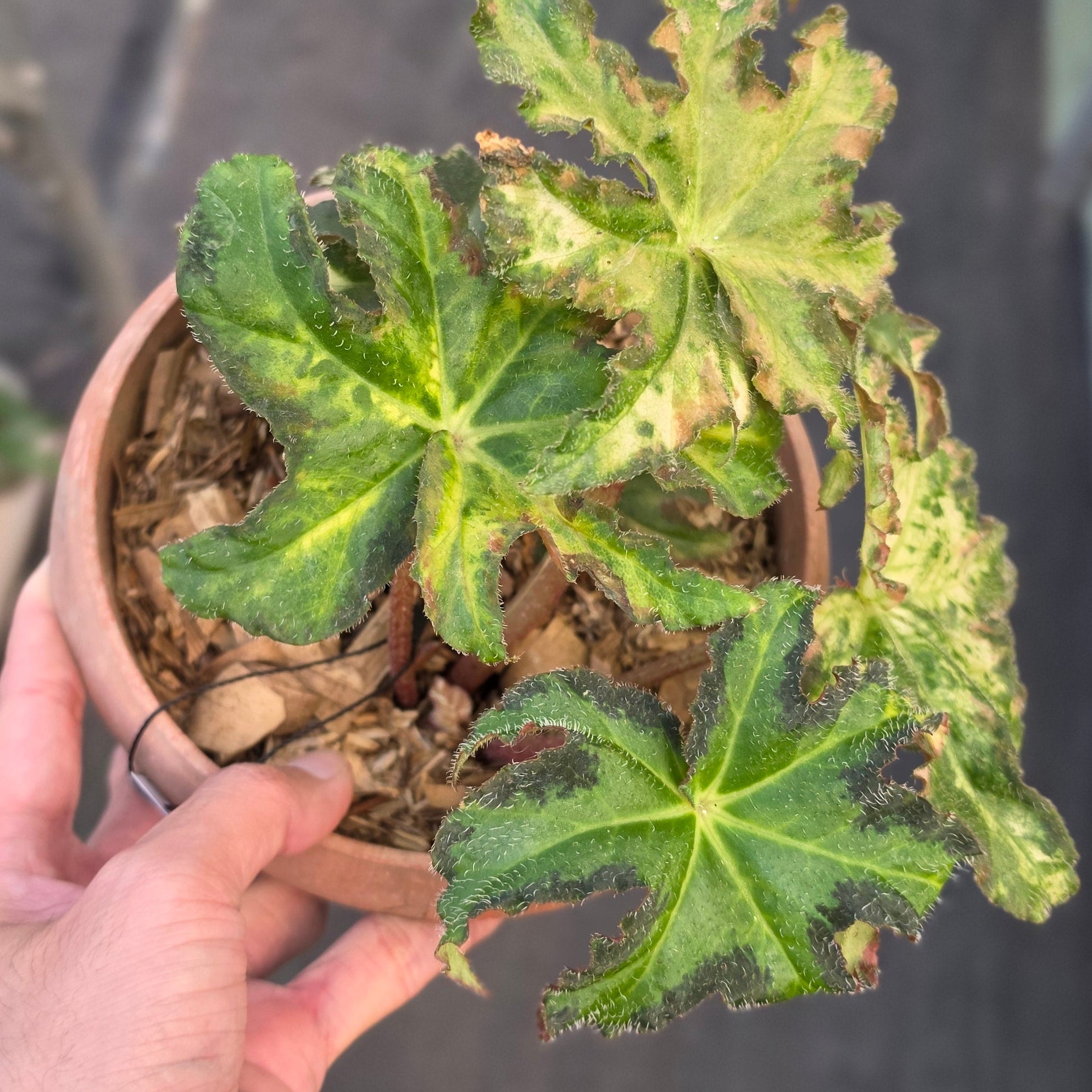 Begonia Rex Star Variegated