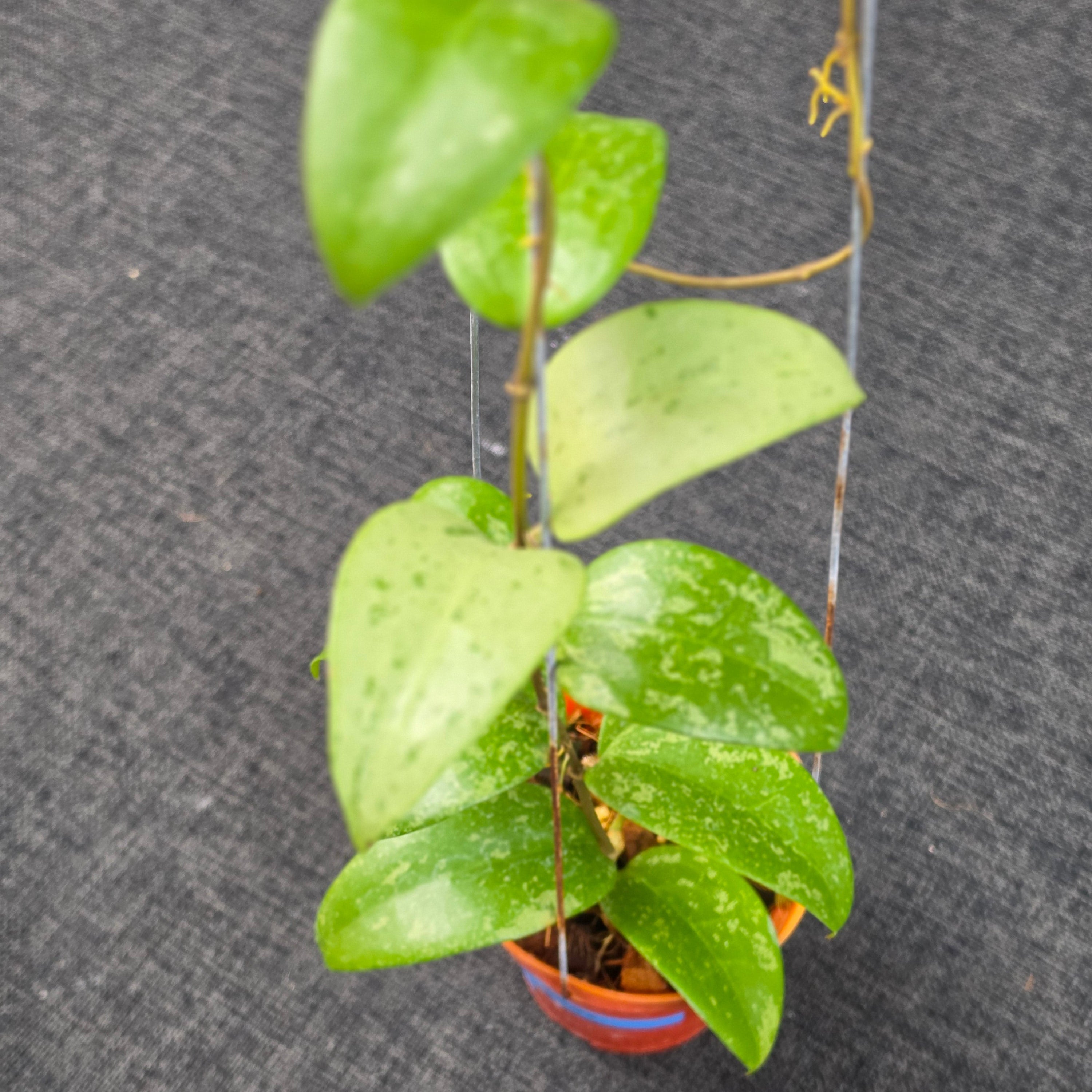 Hoya verticillata 'Purple Aurora'