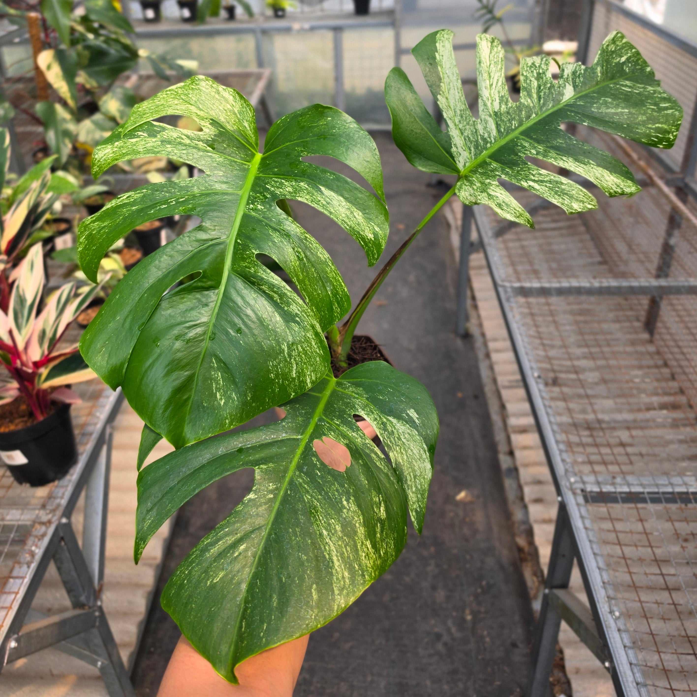 RP Monstera Java sports - AM04-08