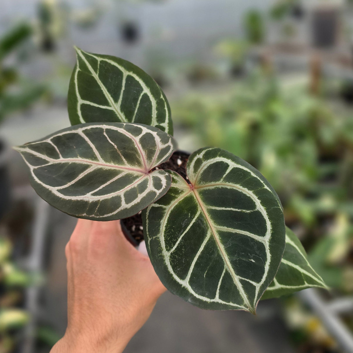 Anthurium king of spades x red crystallinum - AM26-09