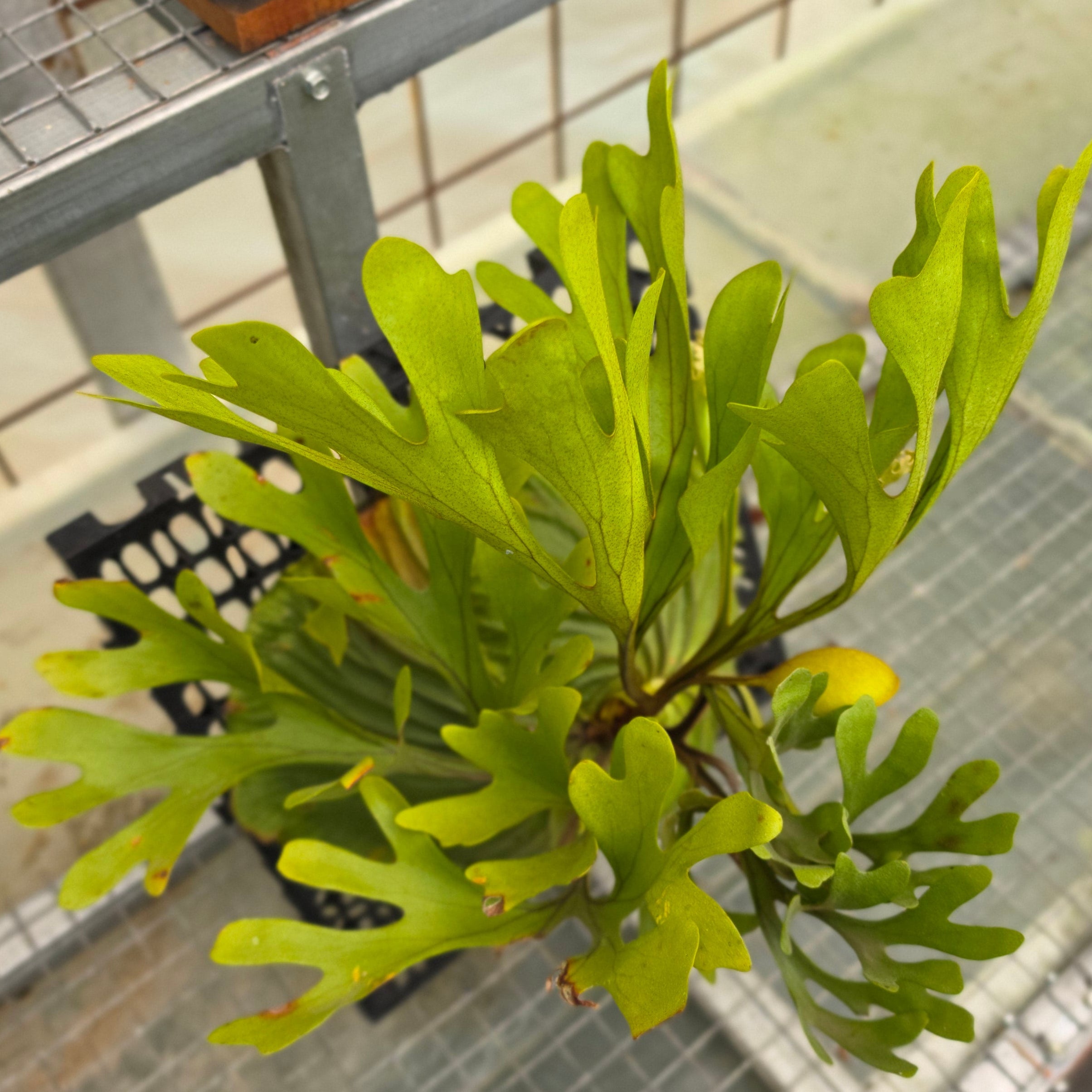 Platycerium Ridleyi - Mature Size