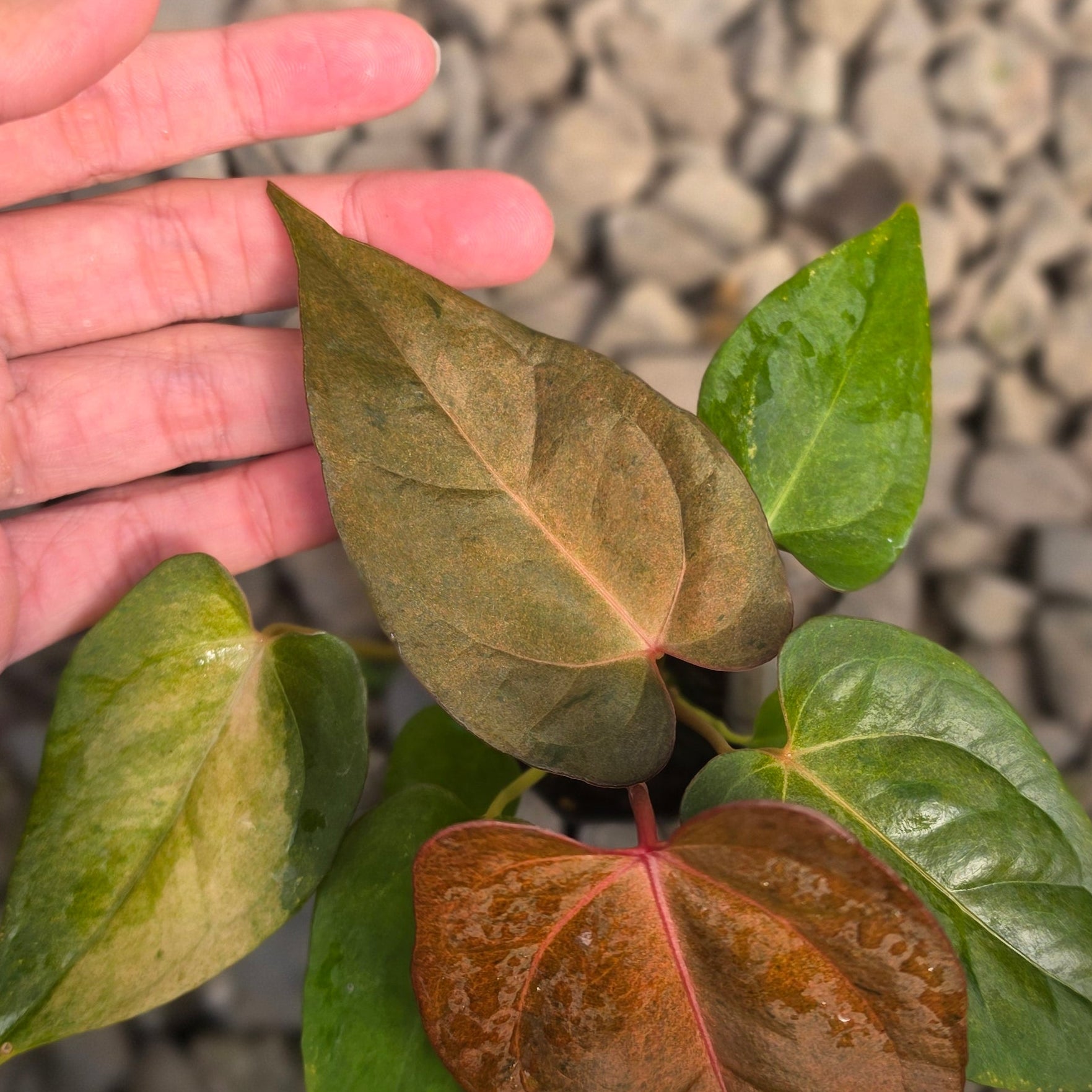 Anthurium dark handsome x red velvet cake variegated