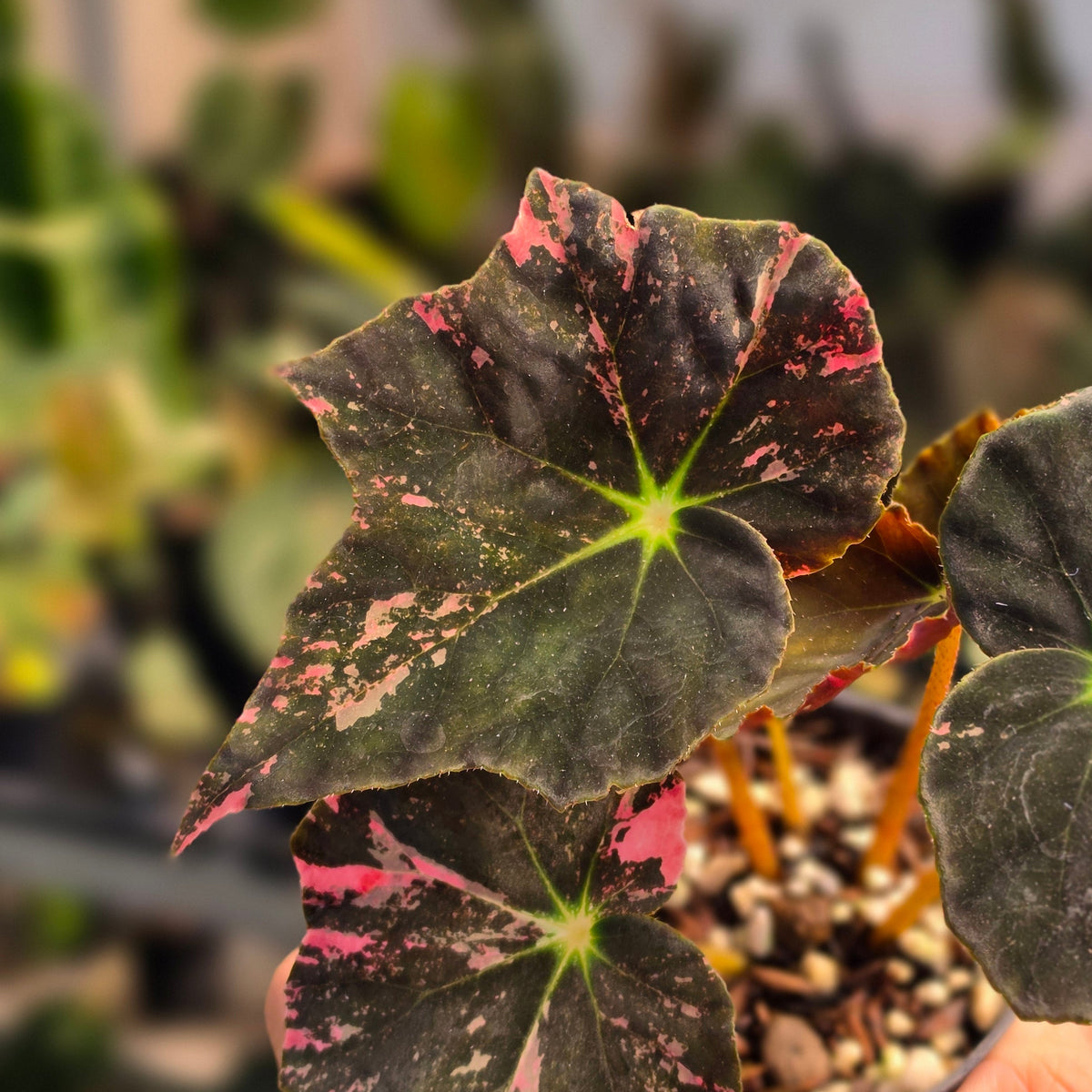 Begonia black fang pink variegated