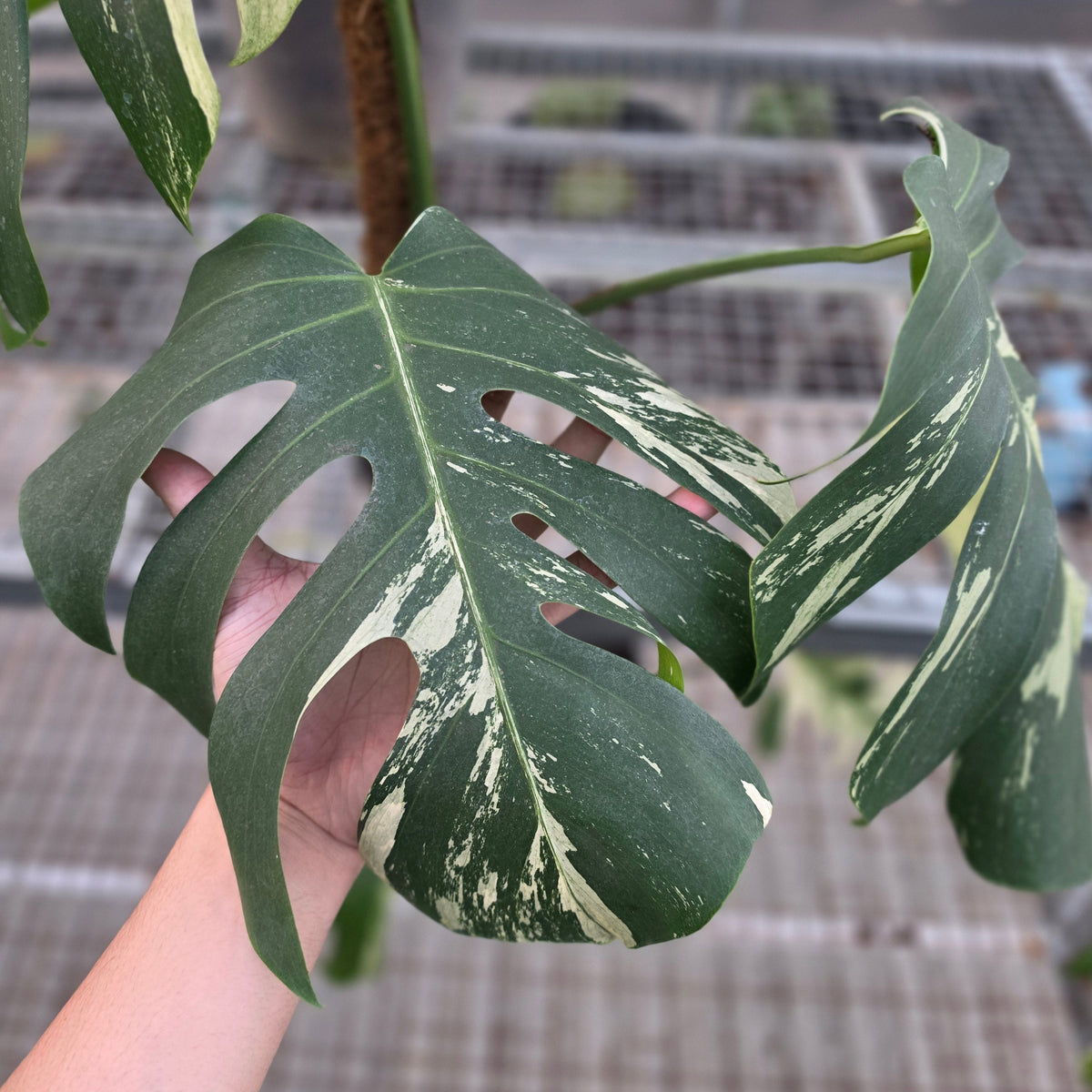 Monstera jungle mint noid - AM10-09