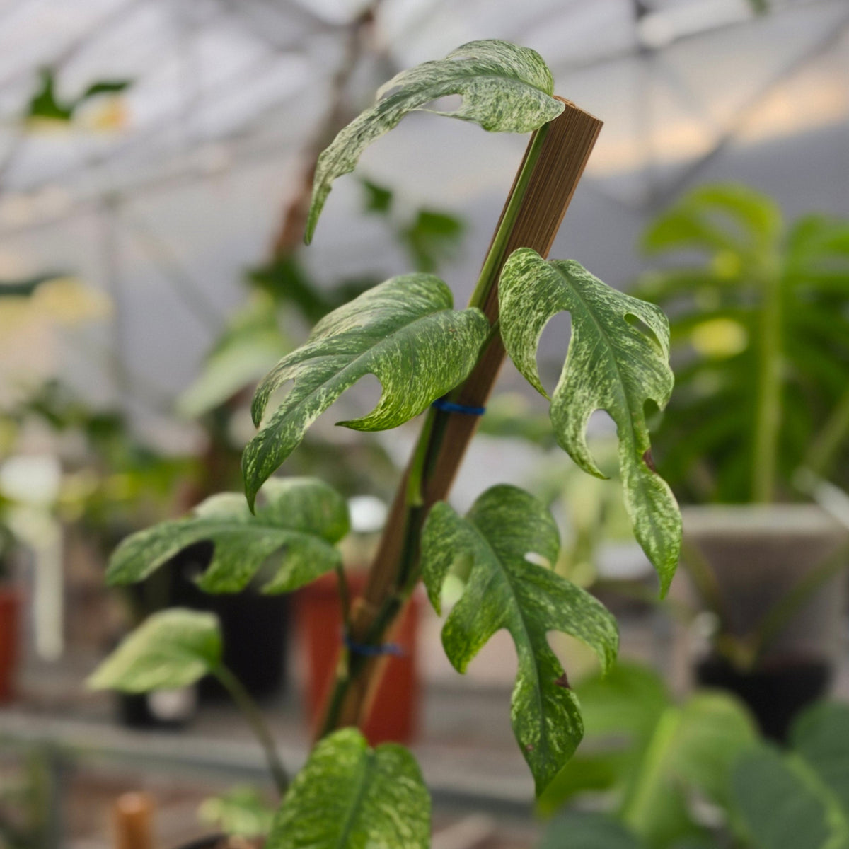 Epipremnum pinnatum white dagger - AM15-09